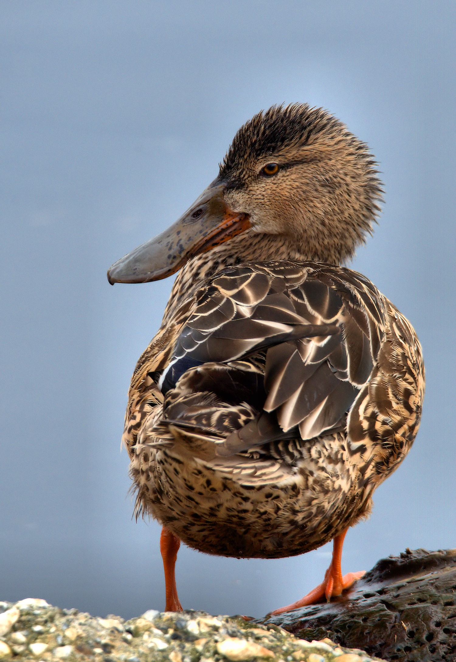 Shoveler female