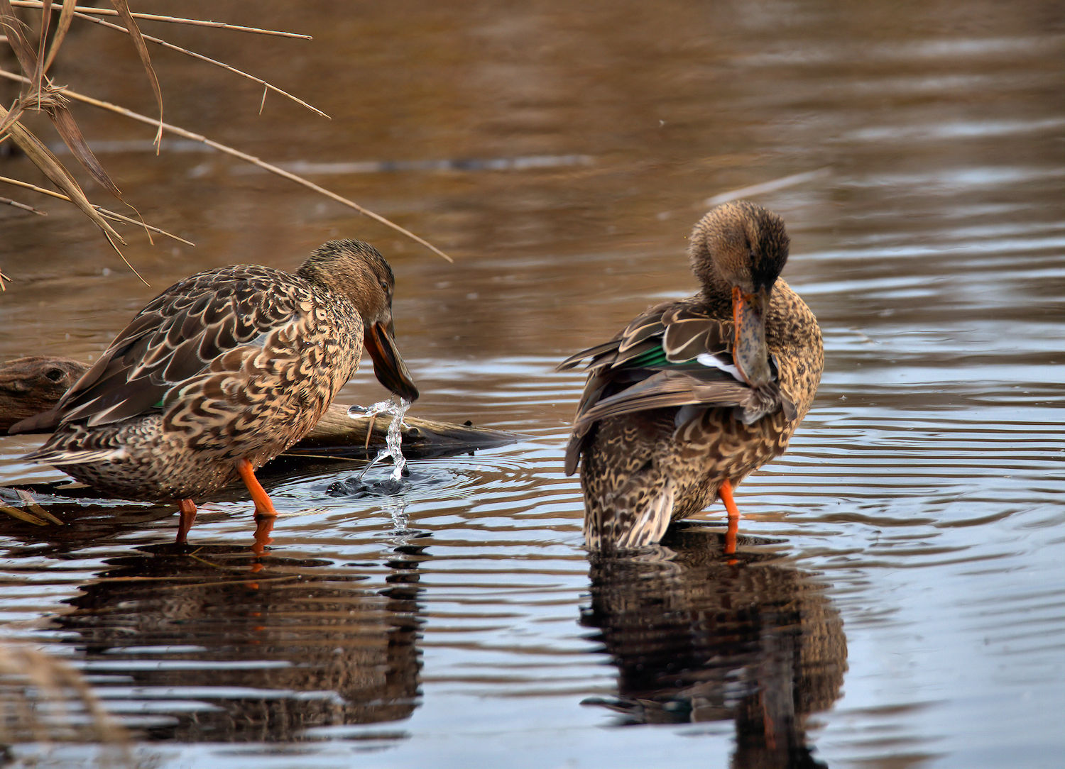 Shoveler female