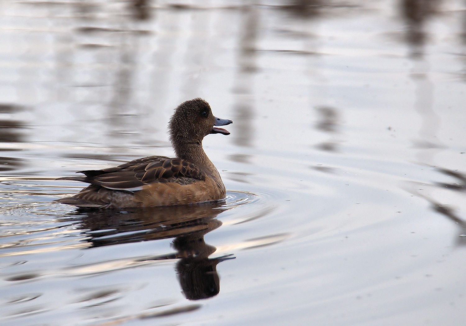 Gadwall female