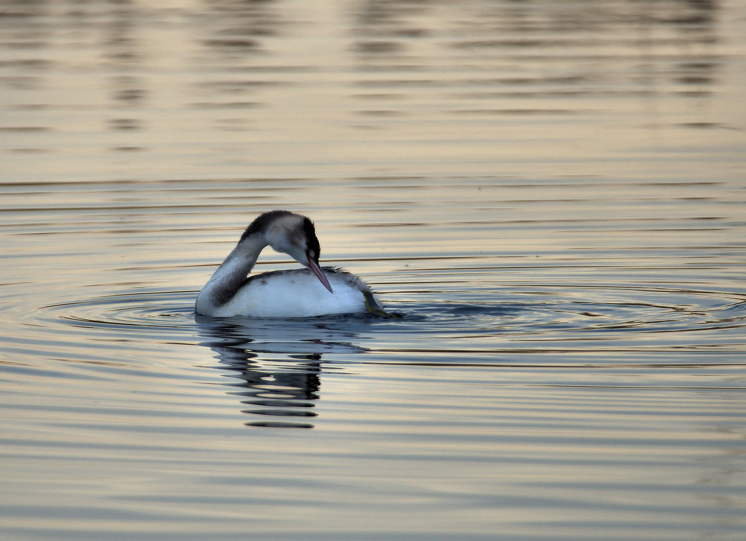 Great Crested Grebe