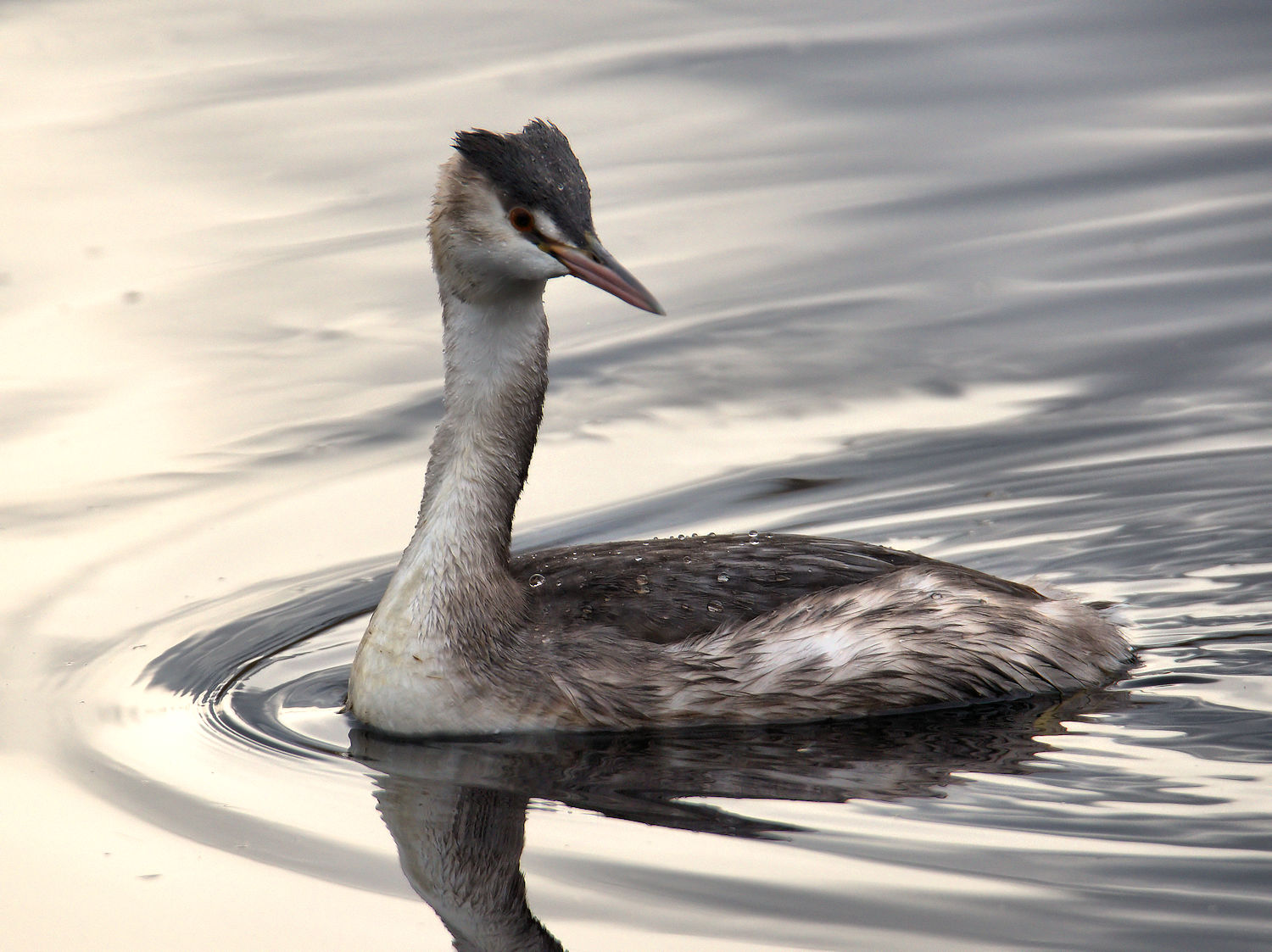 Great Crested Grebe