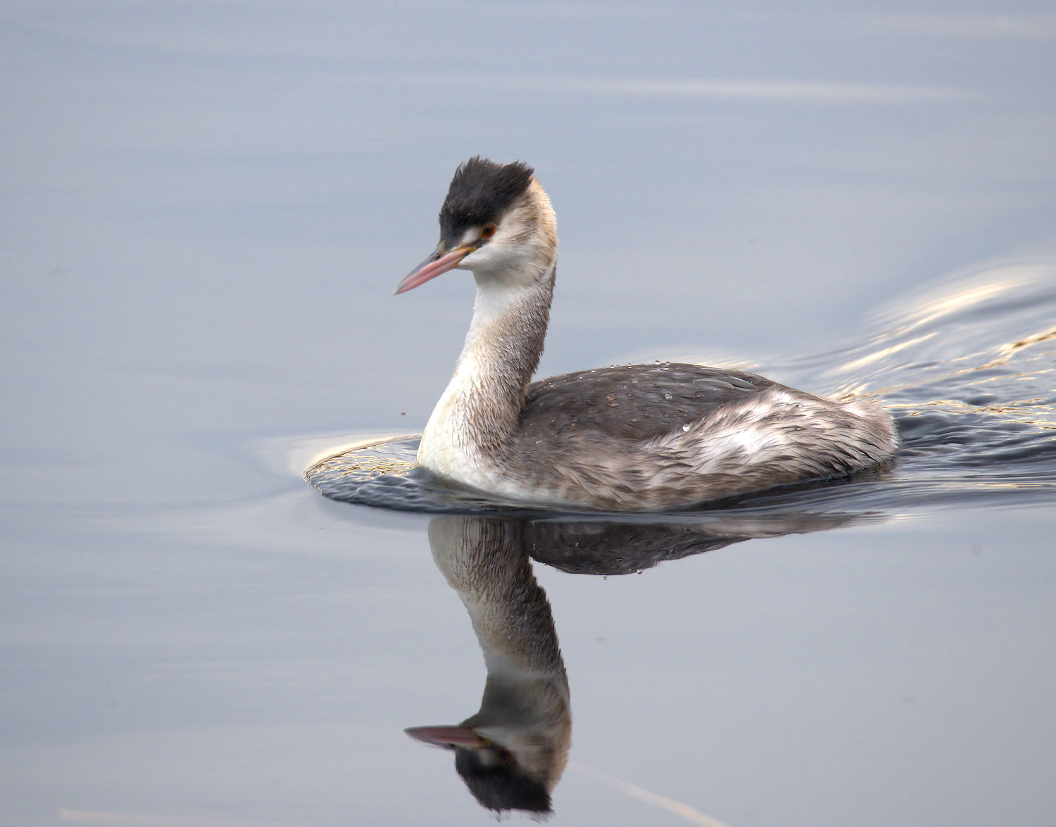 Great Crested Grebe