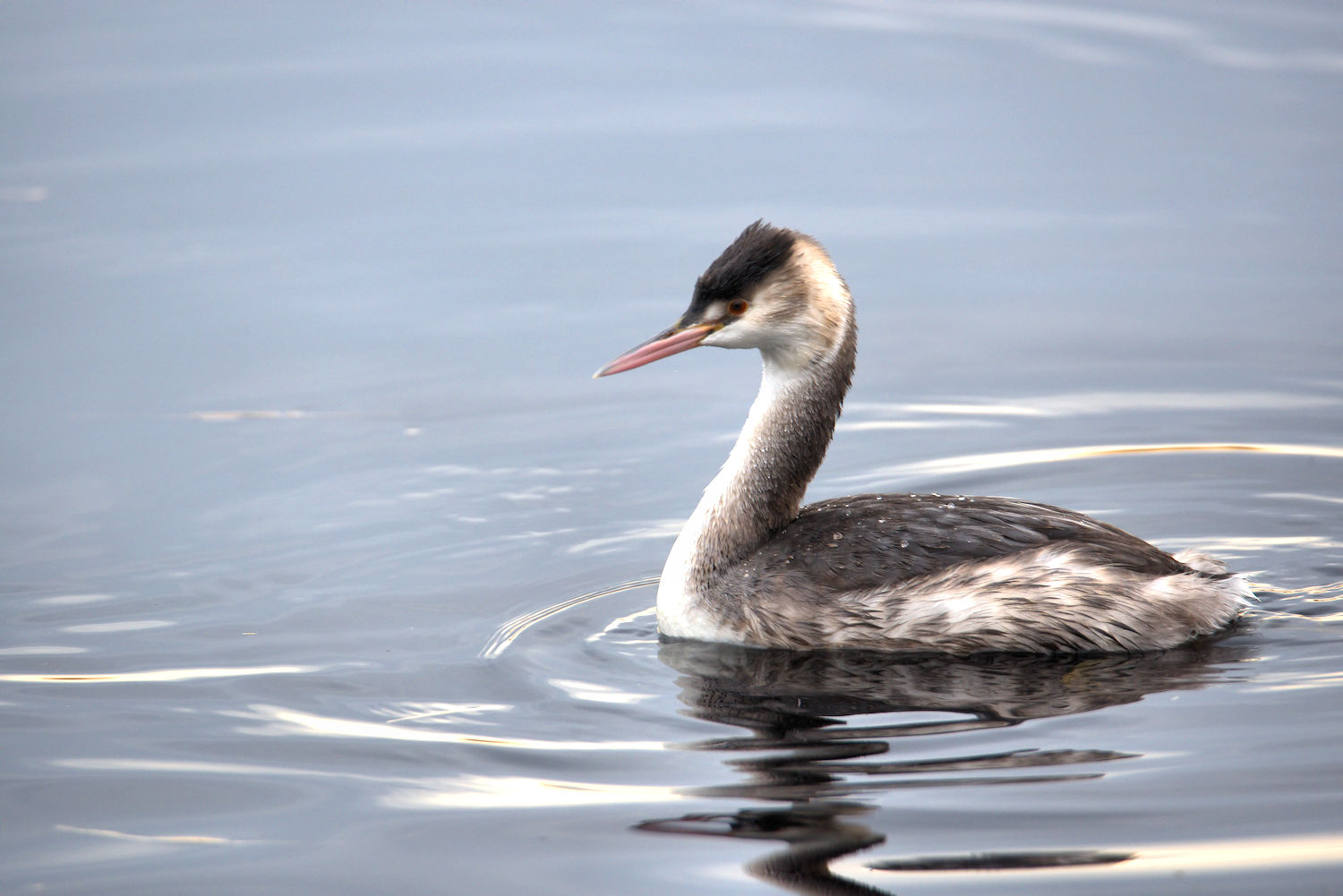 Great Crested Grebe