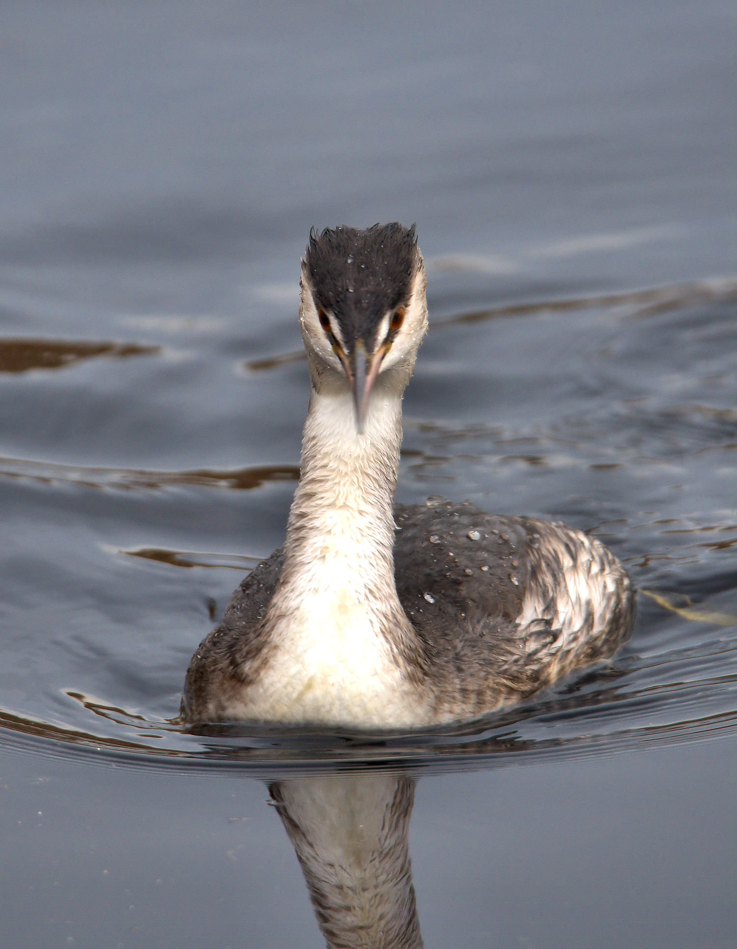 Great Crested Grebe