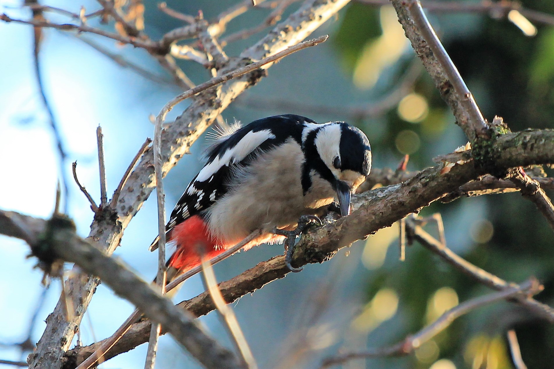 Great spotted woodpecker