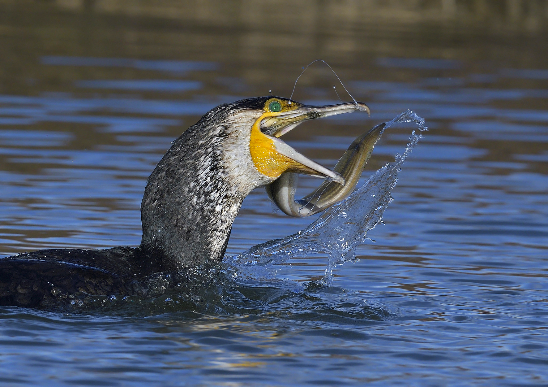 The cormorant and the eel.