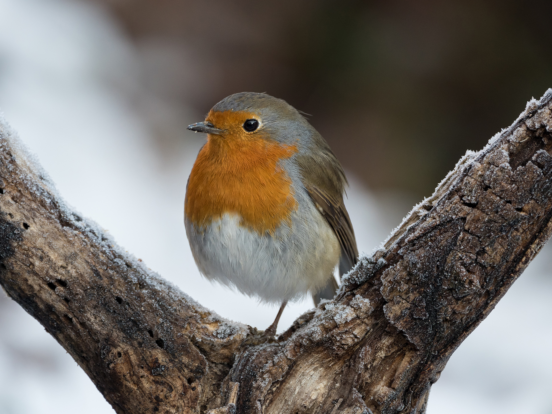 Cold paw, keep warm.