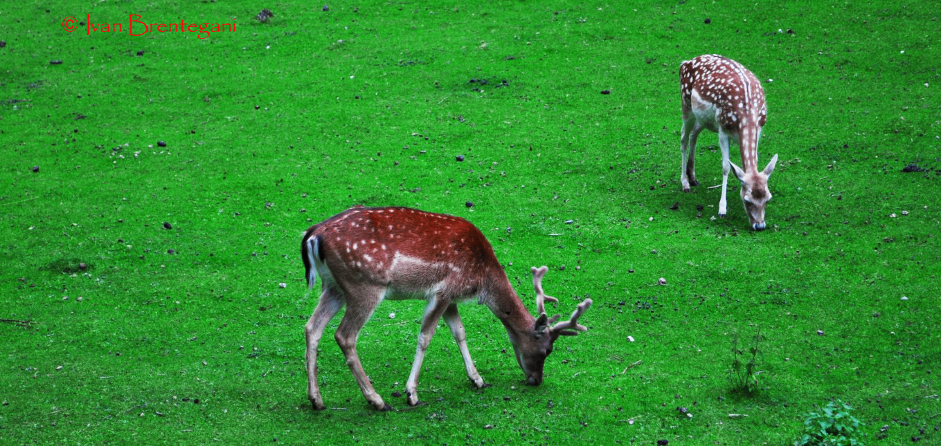 Cerbiatti al pascolo
