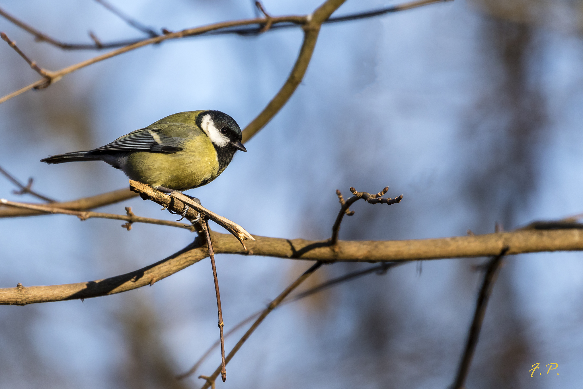 Great Tit