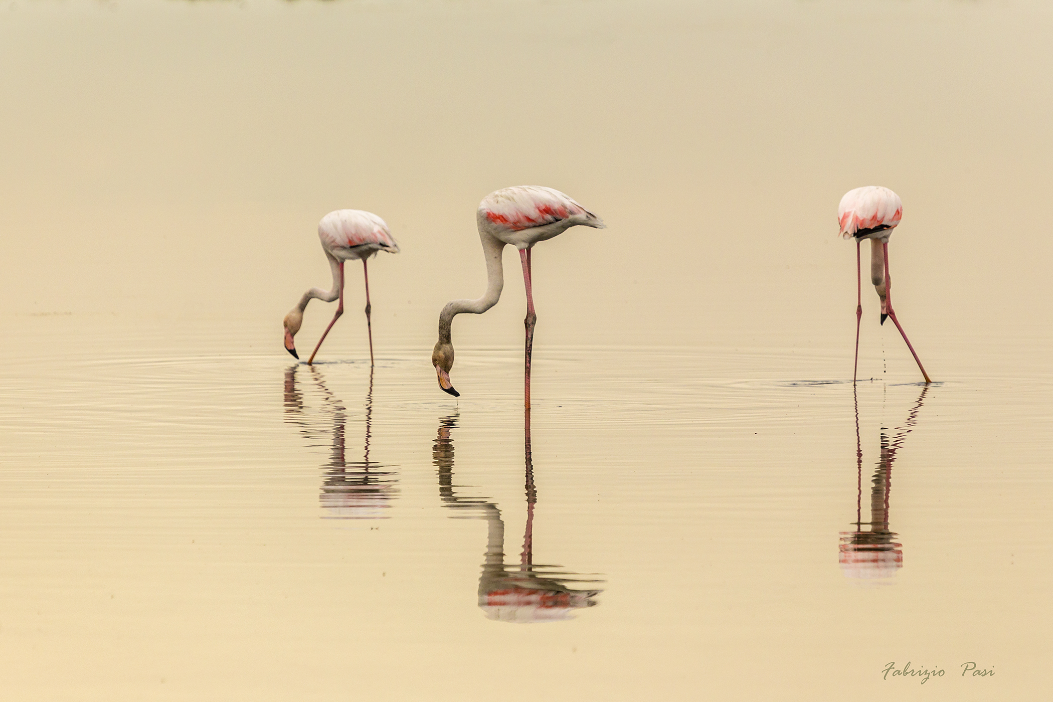 Flamingos
