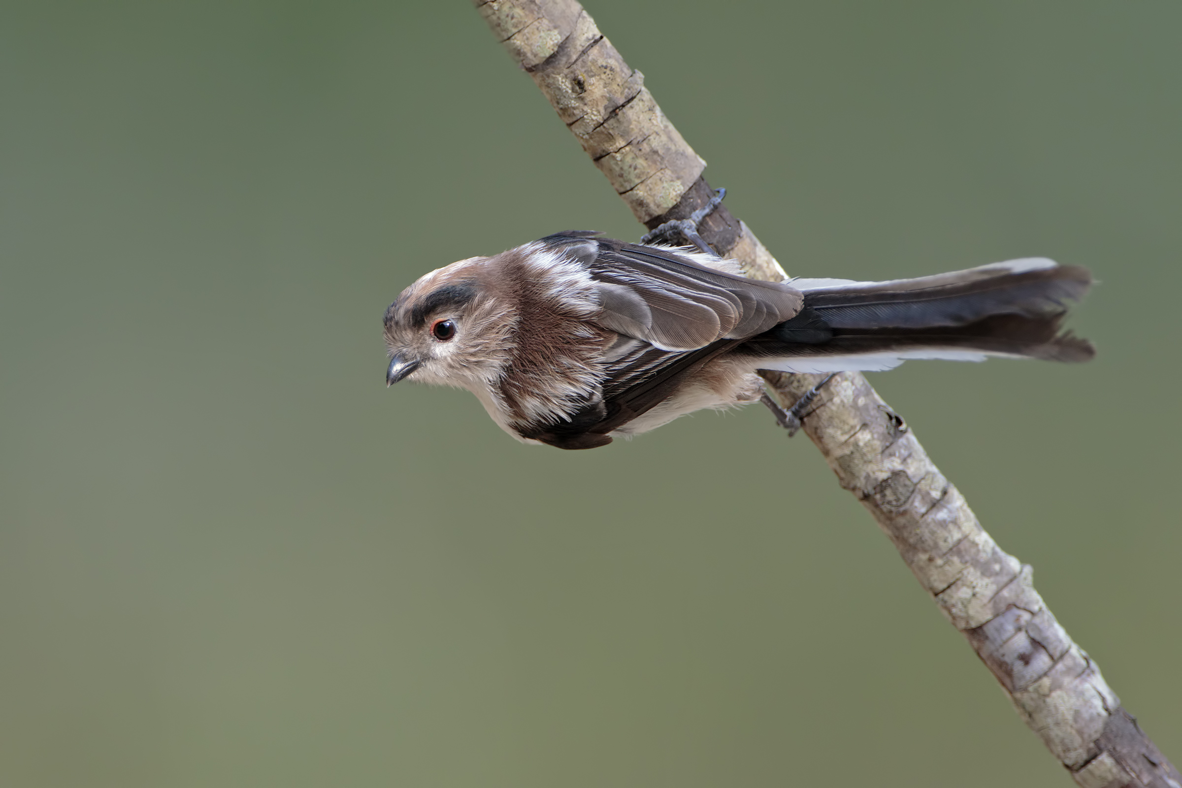 Young long-tailed tit