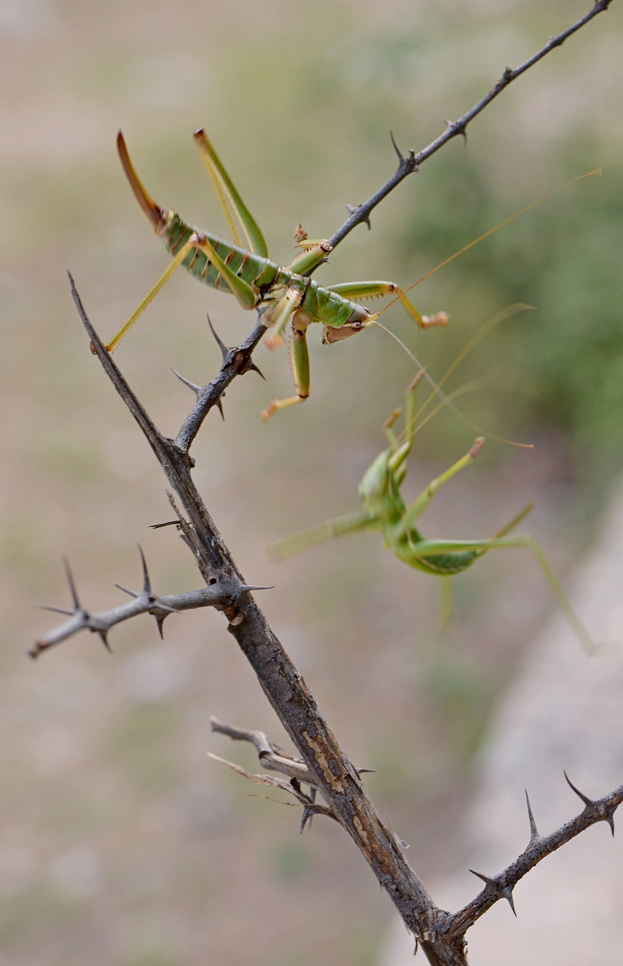 Fight (of Saga natoliae)