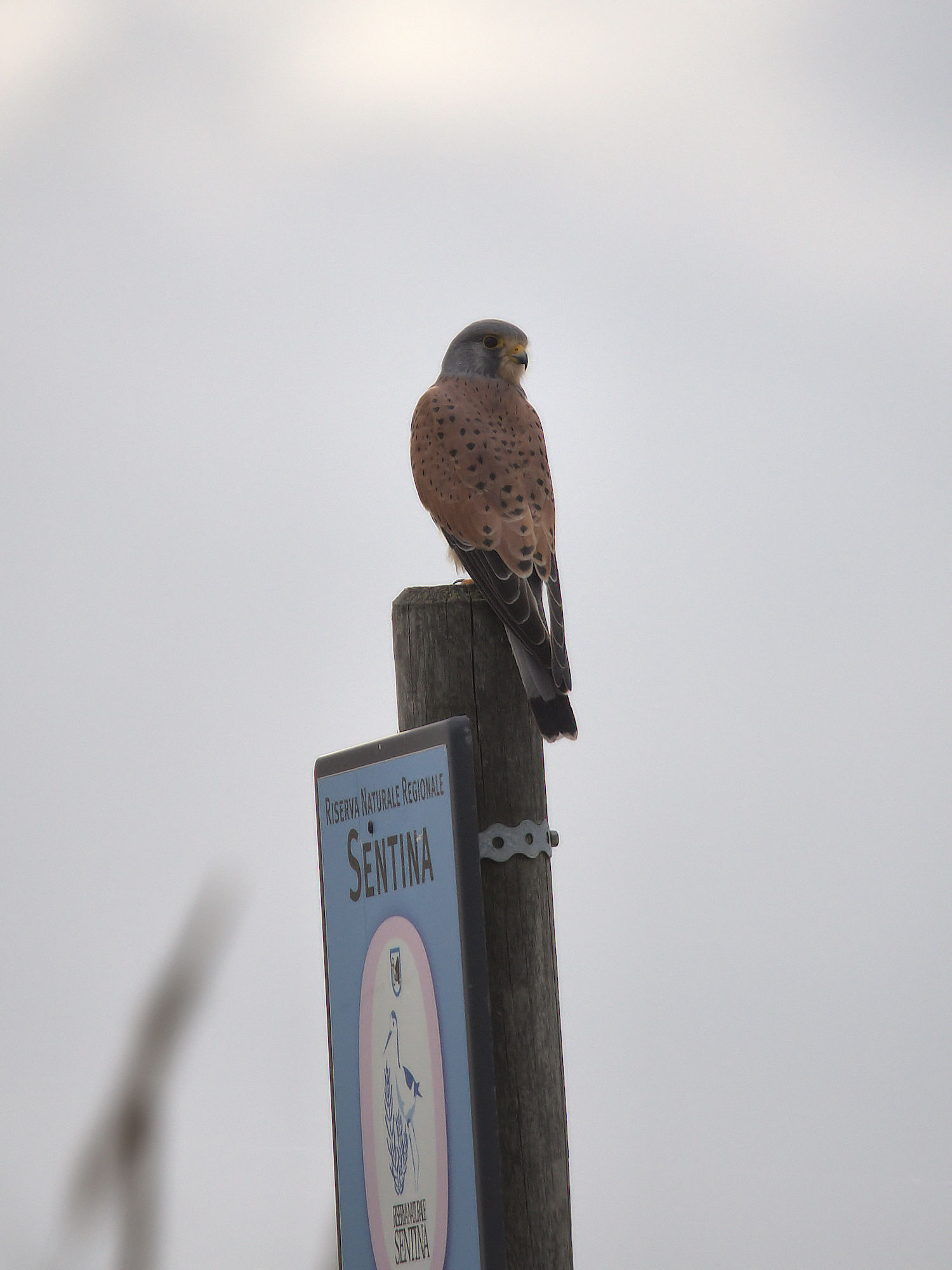Kestrel male