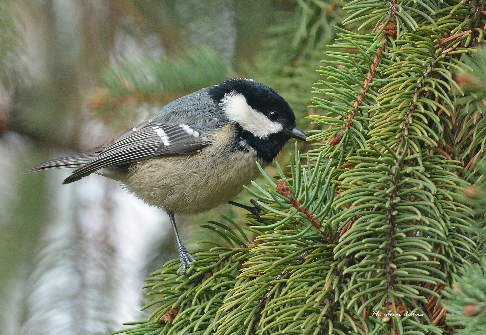 the titmouse, the sprig of the firs