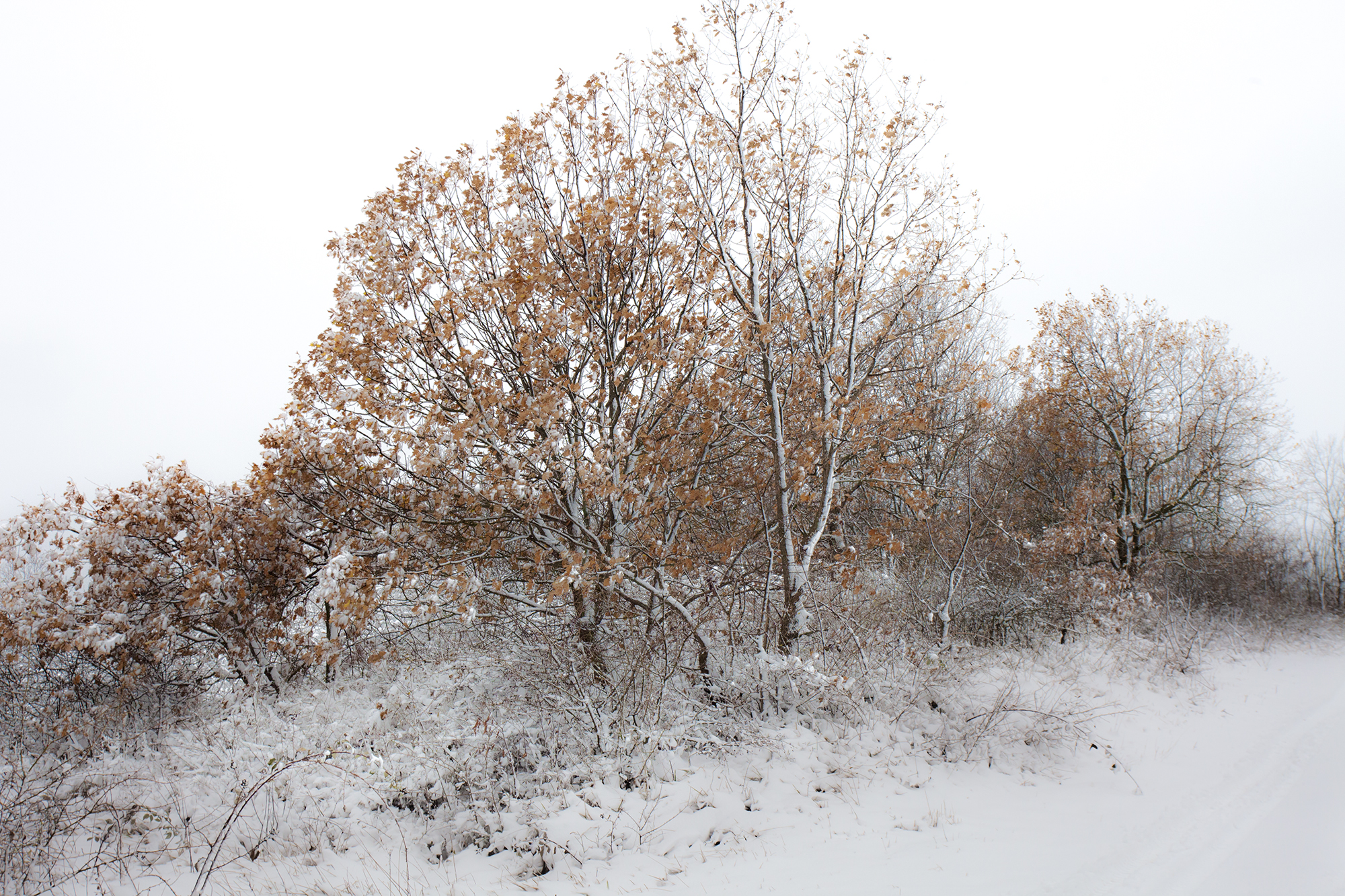 delicate suggestions