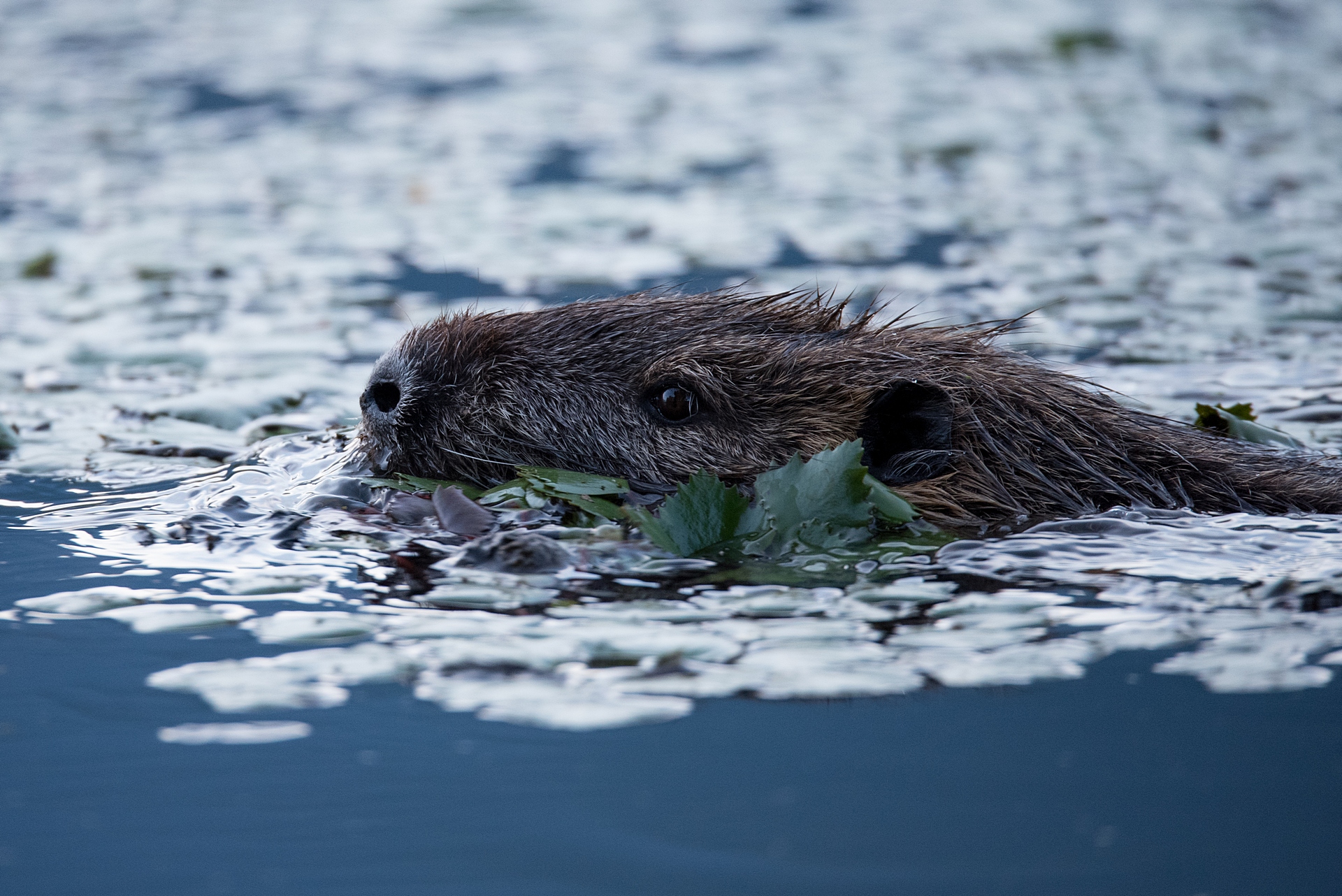 Nutria (Myocastor coypus)