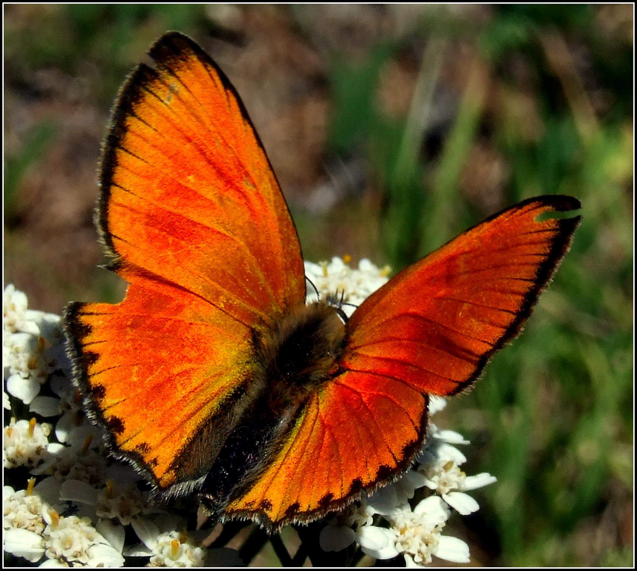 "Lycaena dispar" male ...