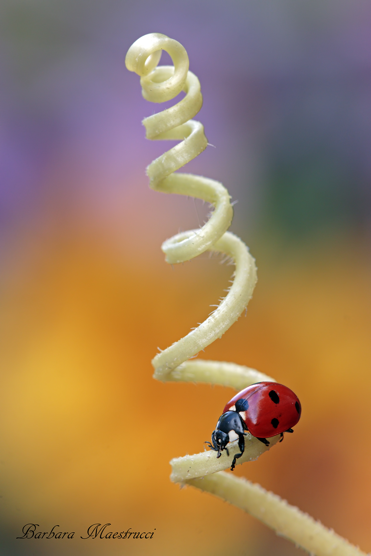 Ladybug