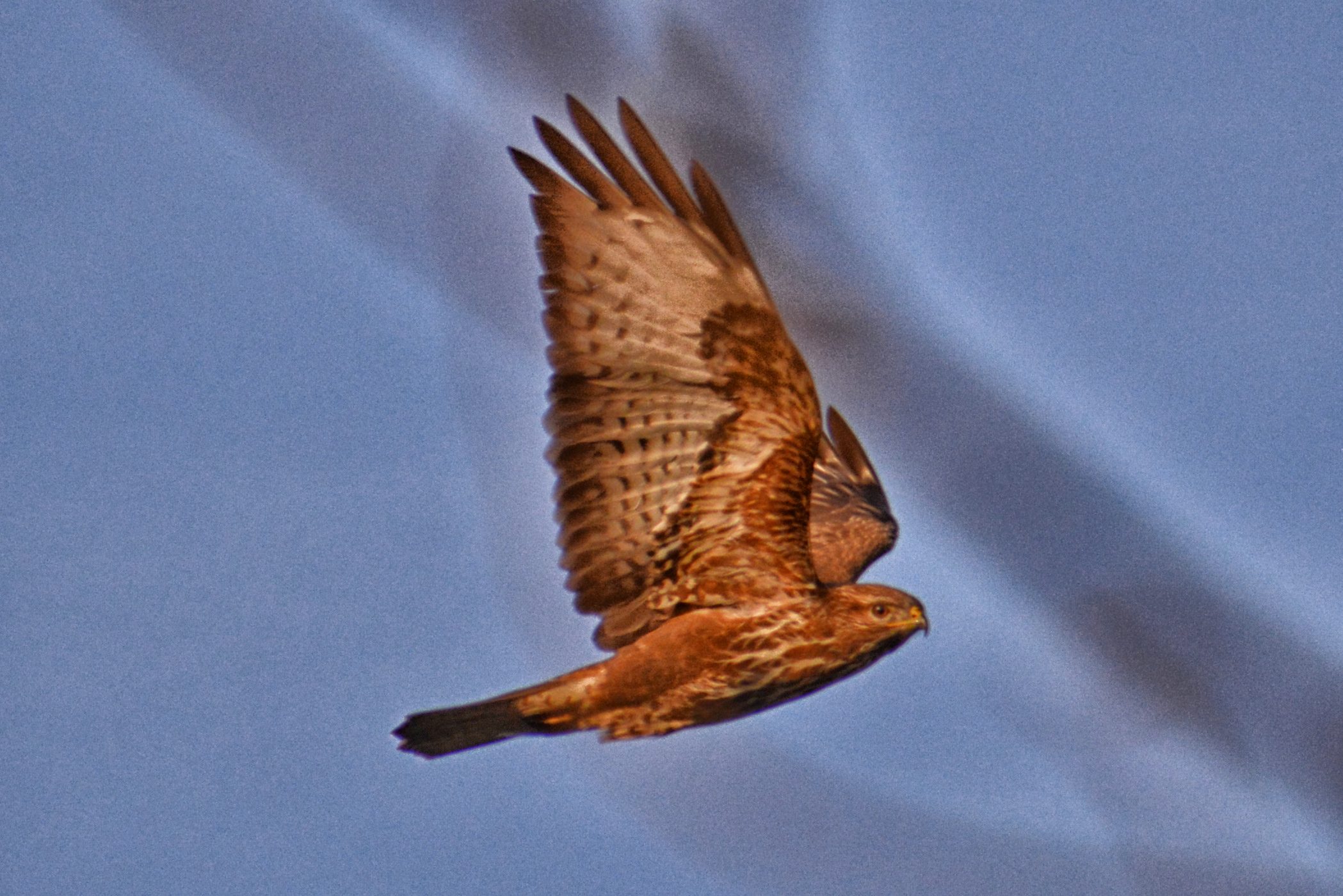 buzzard in flight