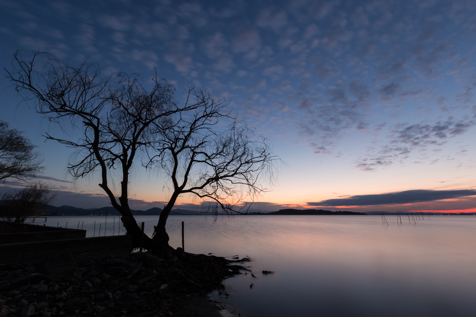 Tree and lake