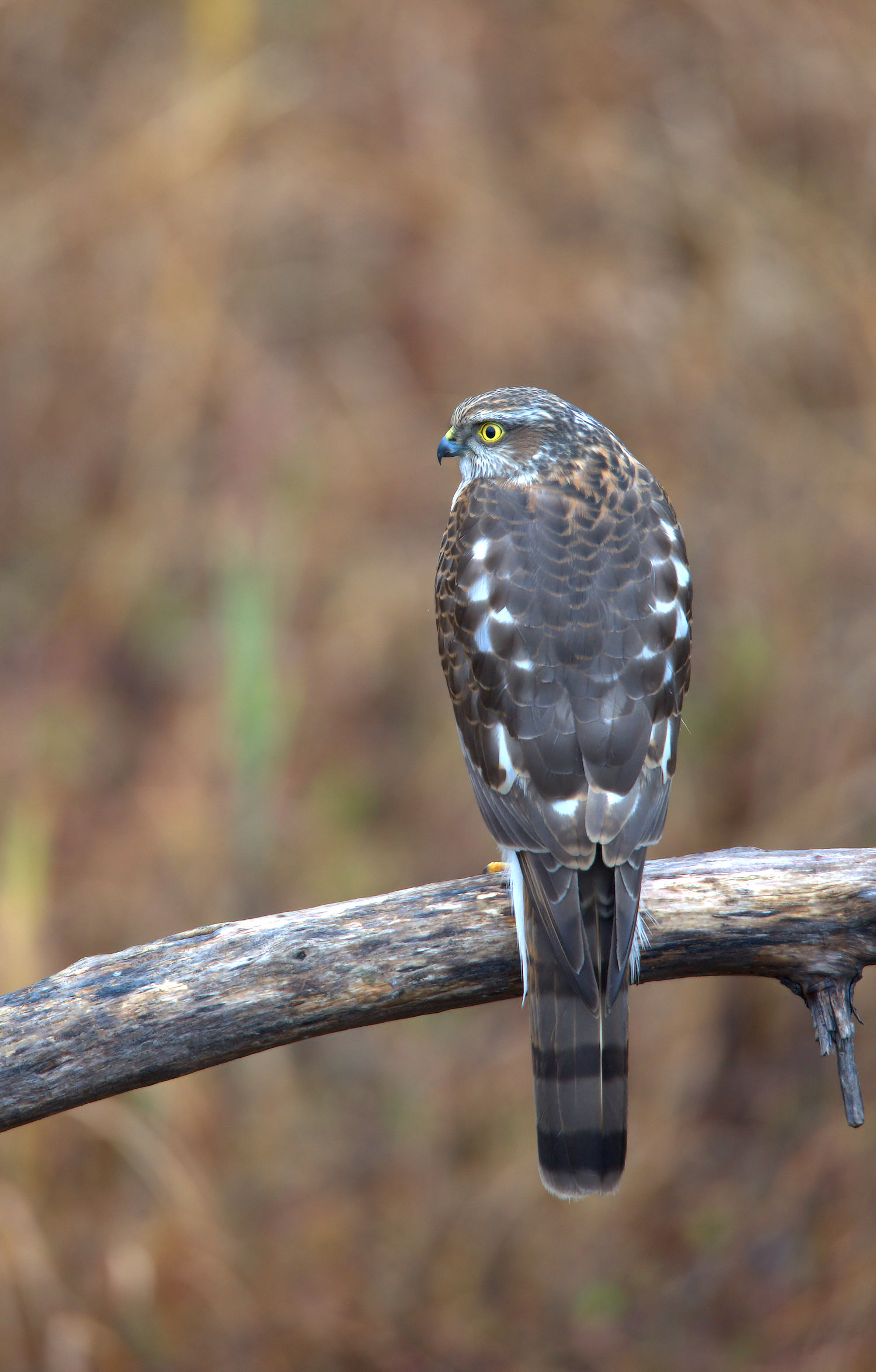 sparrowhawk