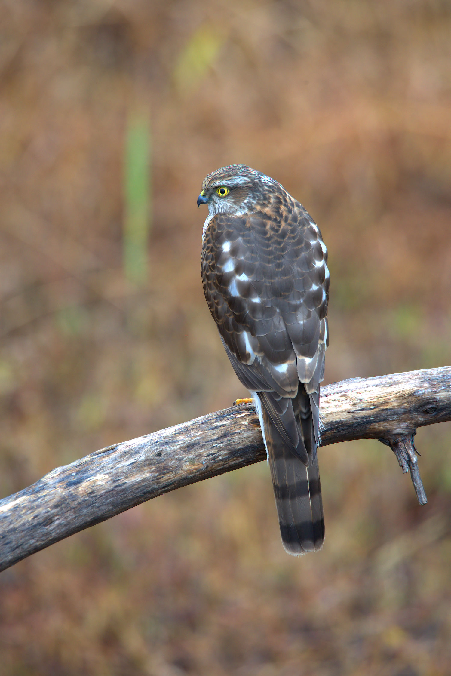 sparrowhawk