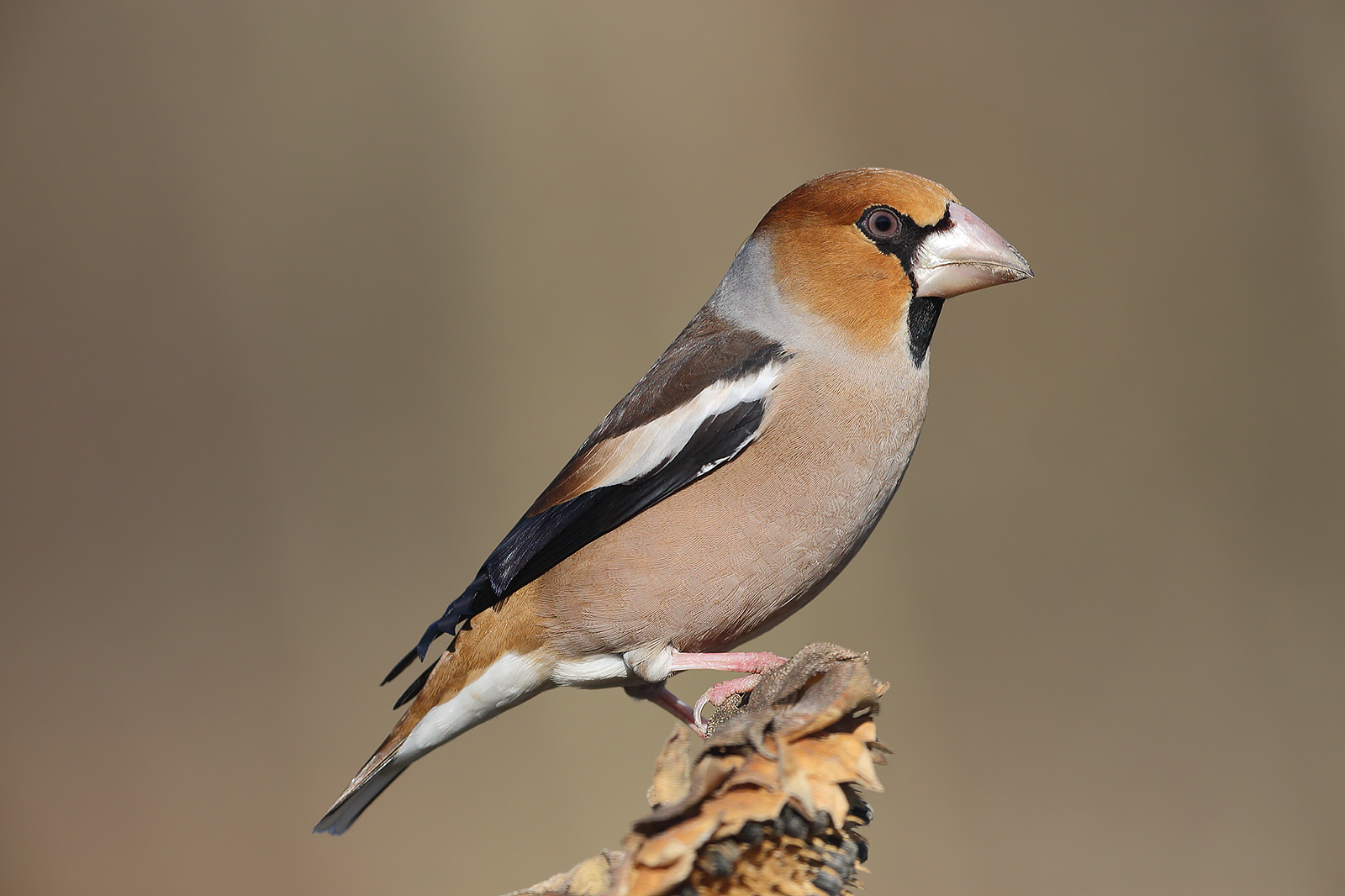 Hawfinch posing