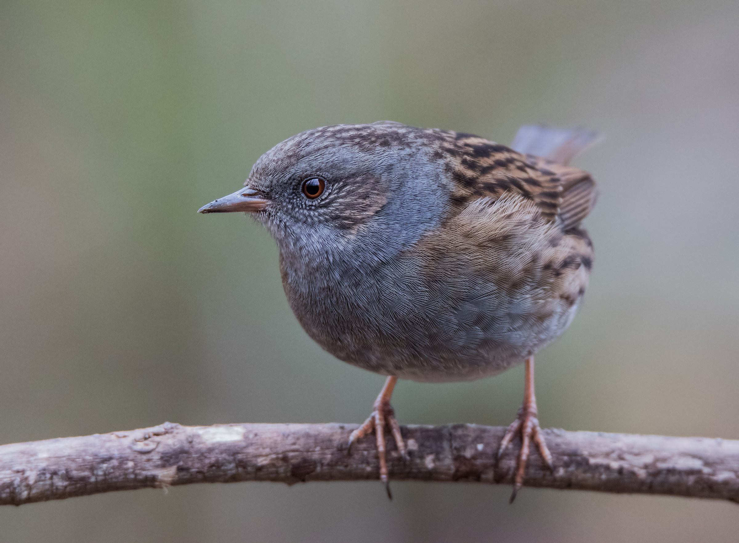 Face to face with Scopaiola