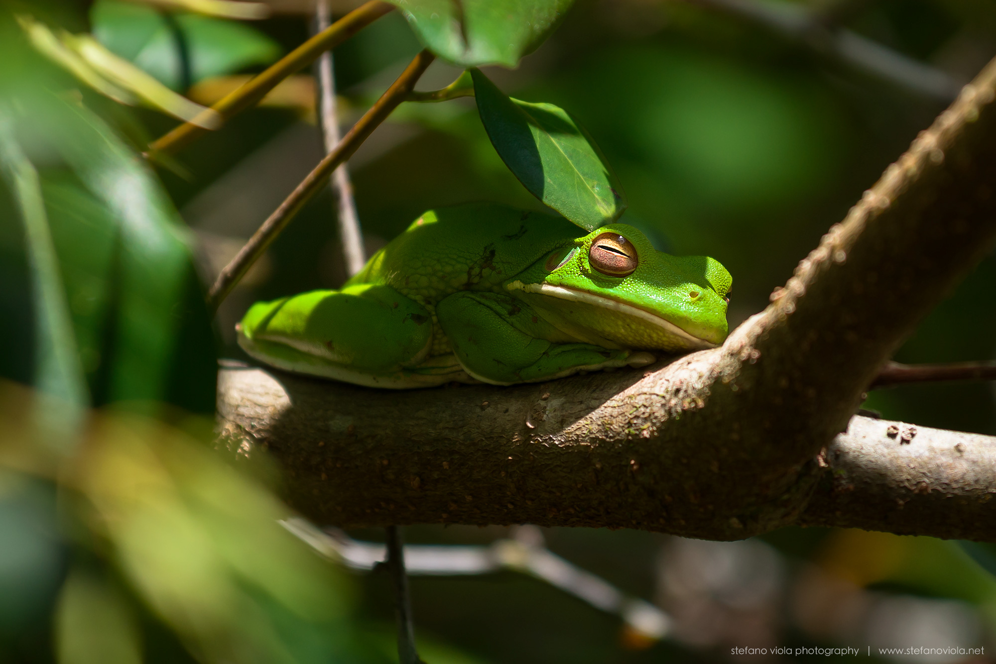 Raganella della Nuova Guinea | Daintree Rainforest