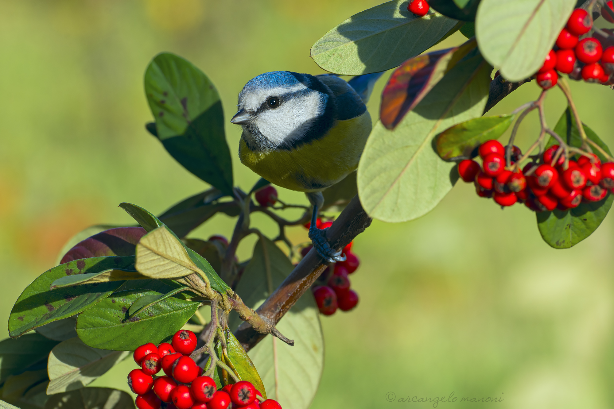 Between shadows, red berries and green leaves