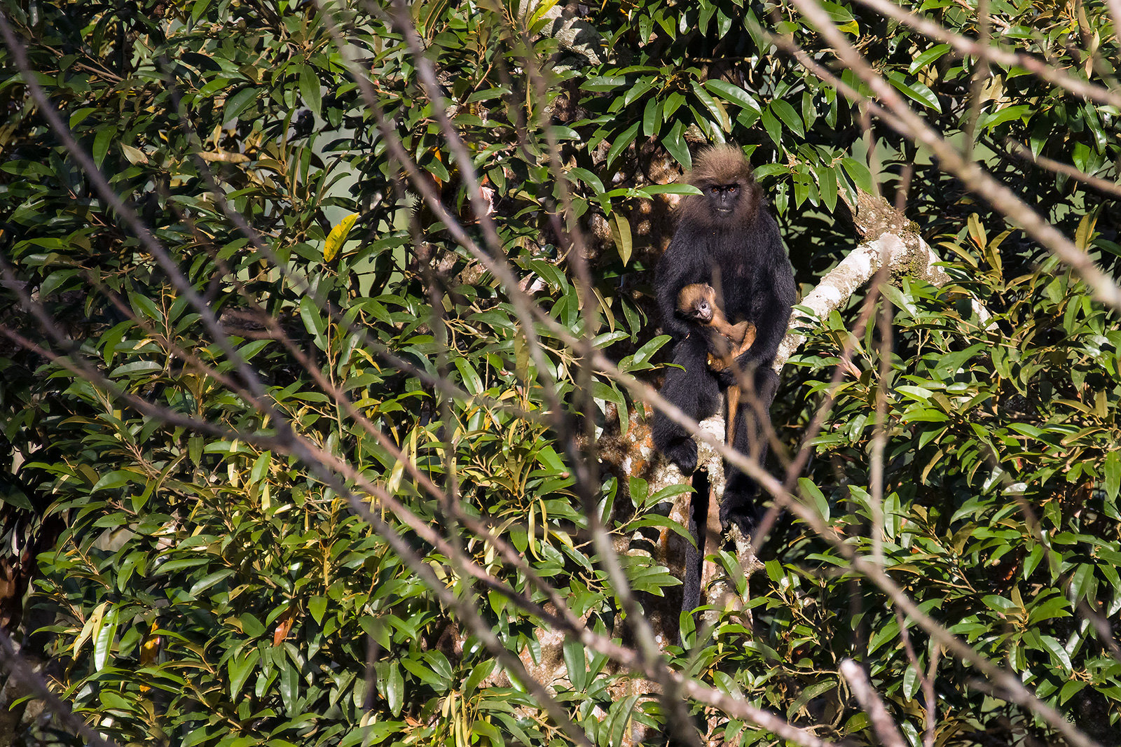 Nilgiri langur