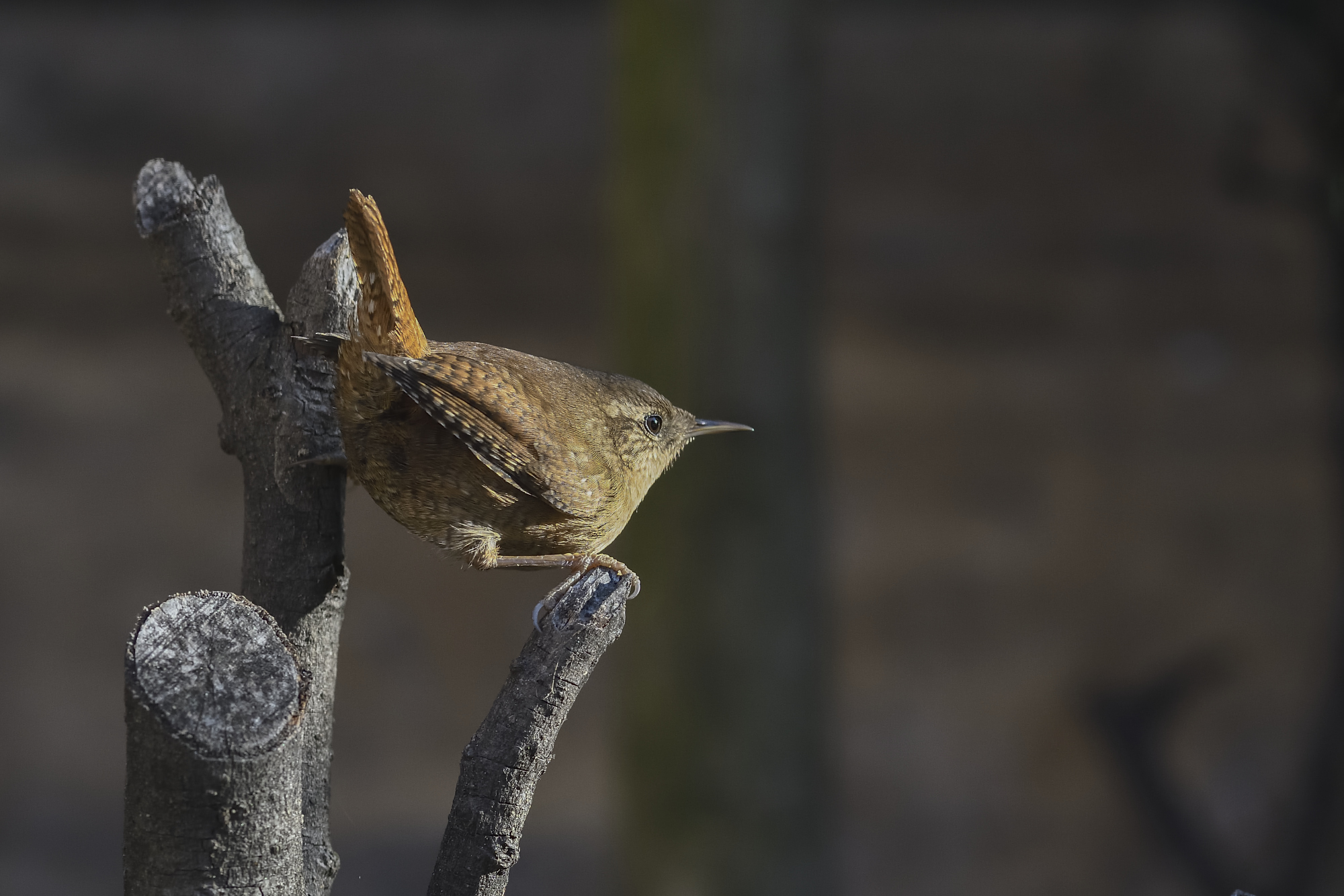 Wren