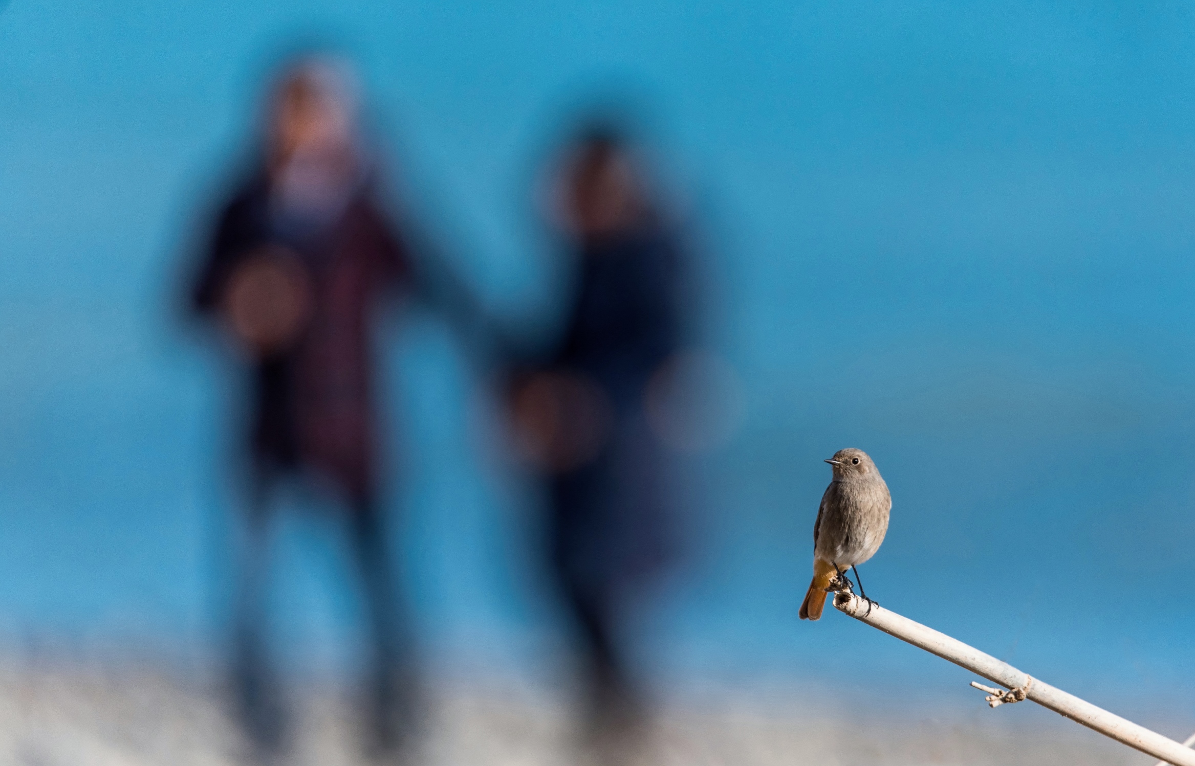 Codirosso spazzacamino femmina