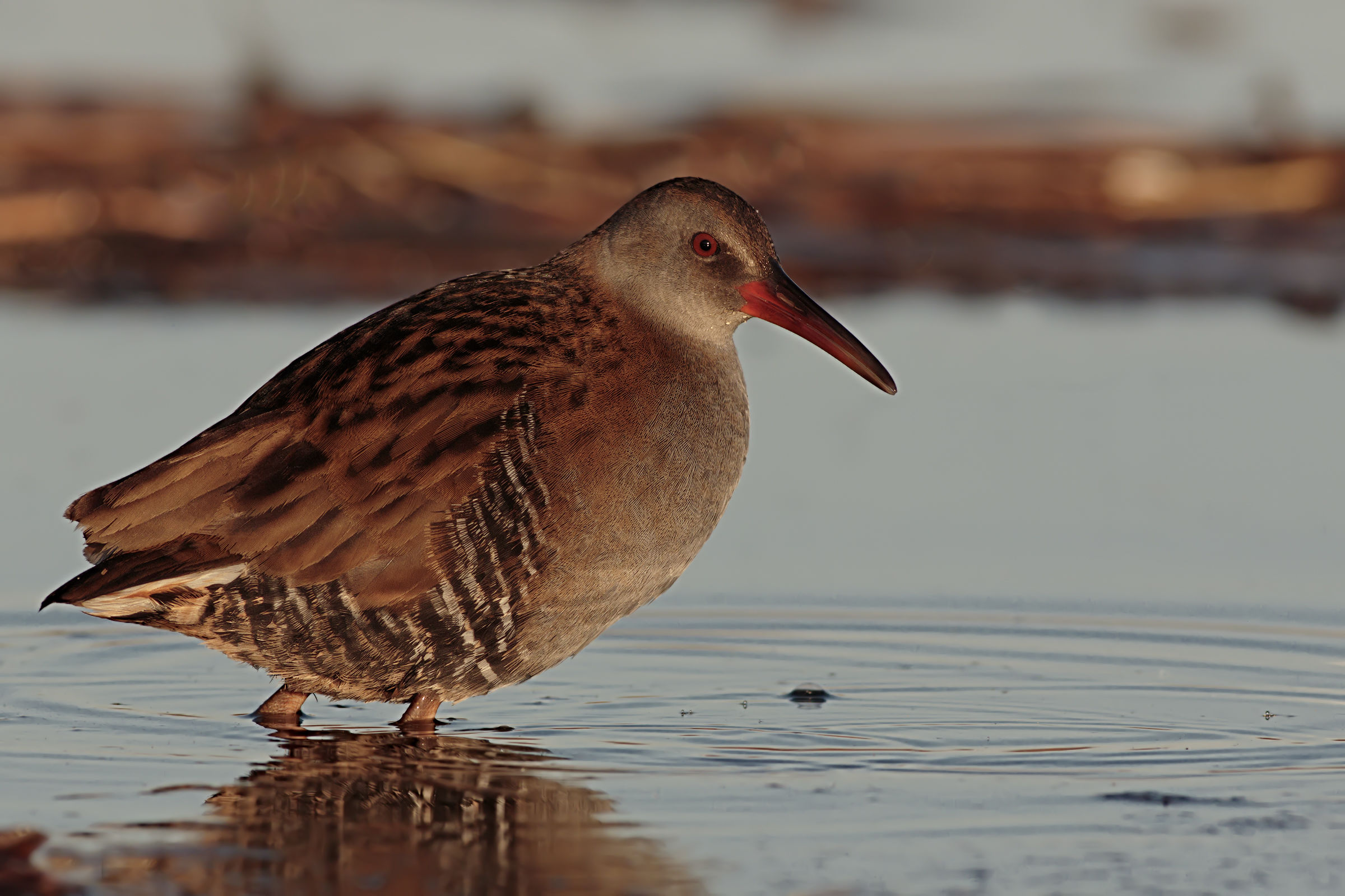 Water Rail