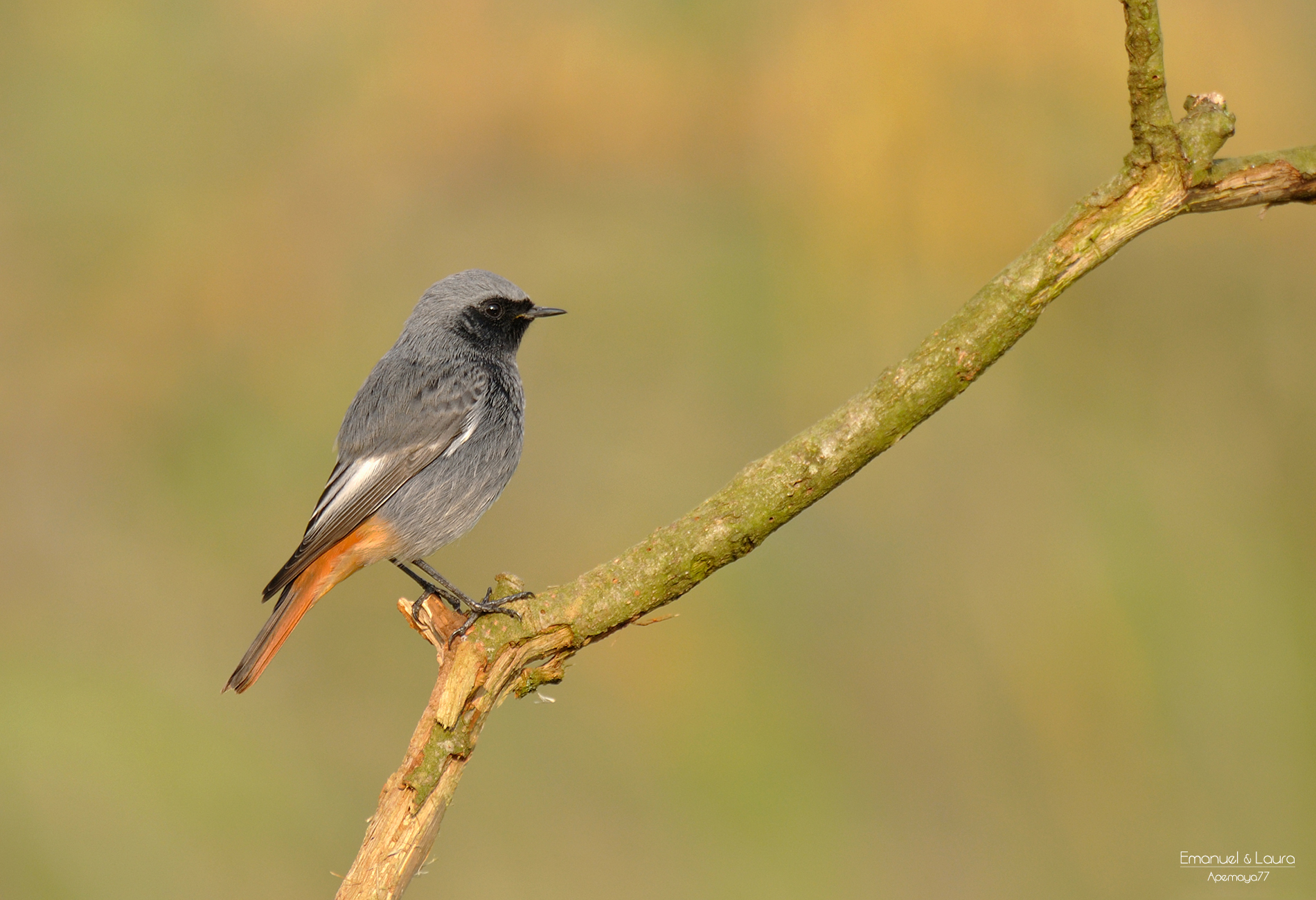 Redstart male chimney sweep