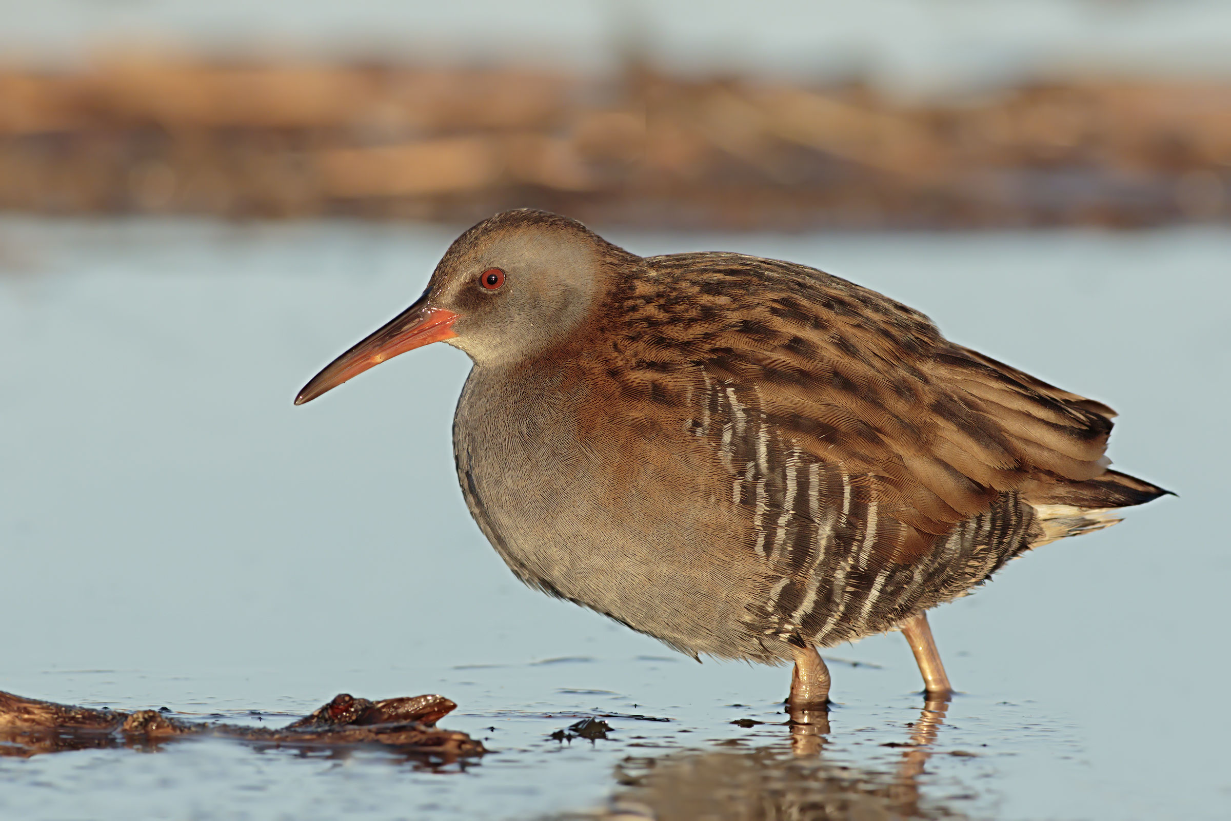 Water Rail
