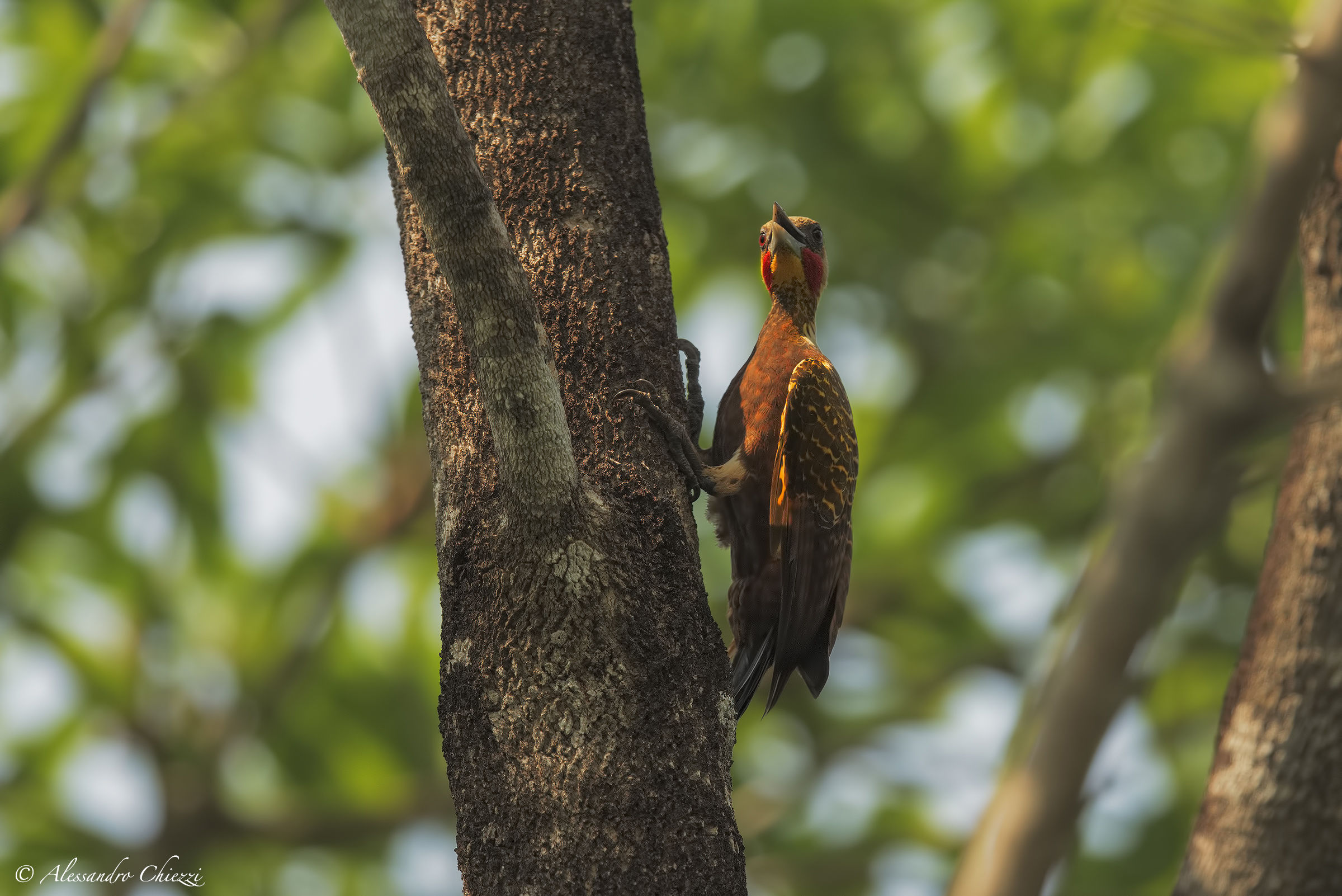 Pale crested woodpecker