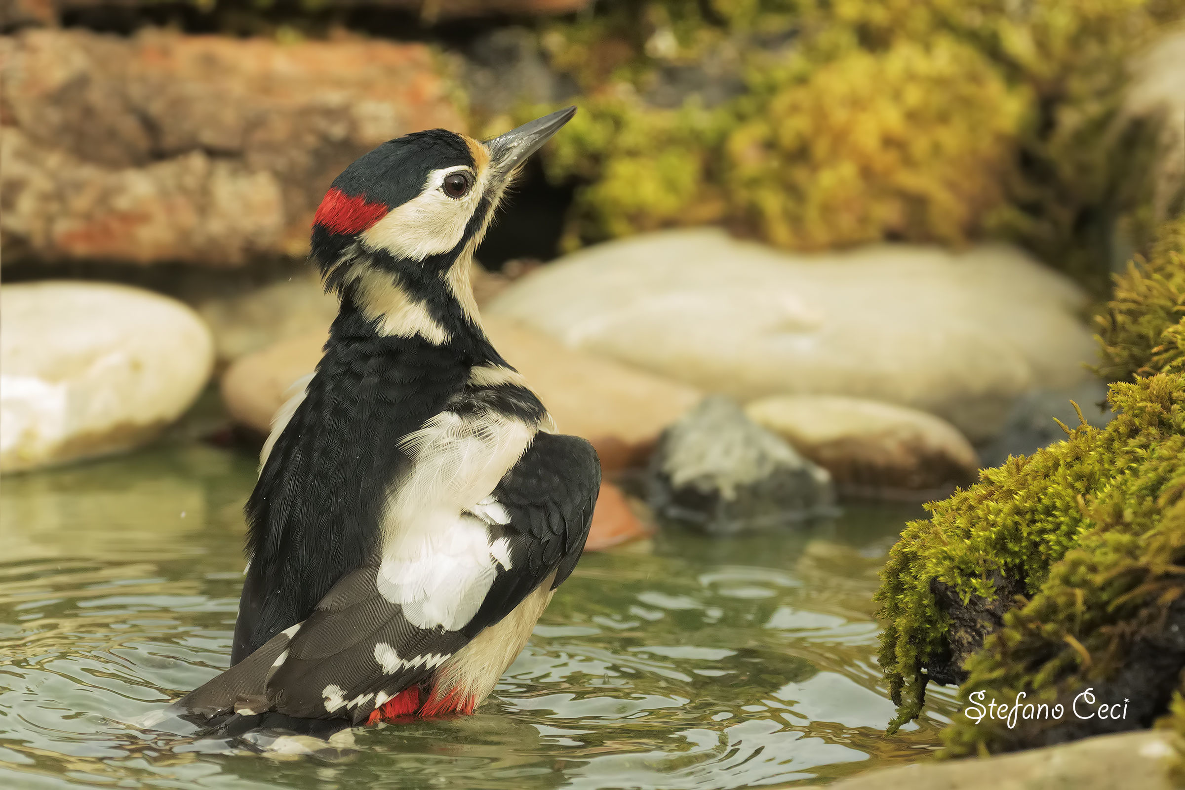 Picchio Rosso al bagno