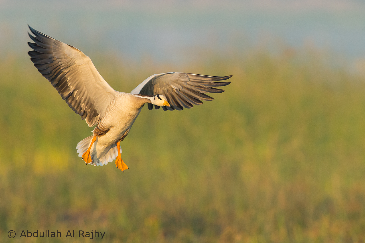 Bar headed goose