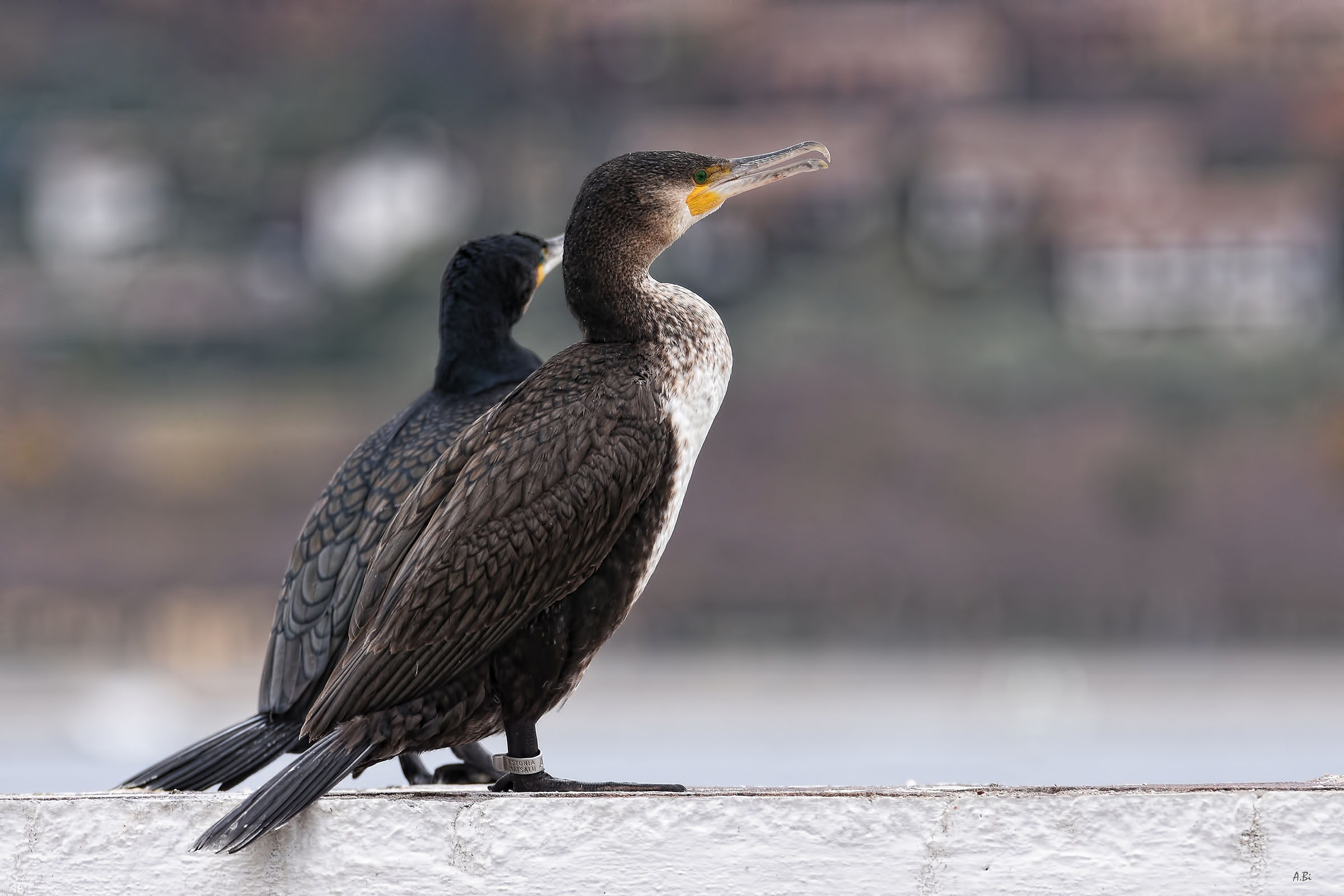 Estonian cormorant