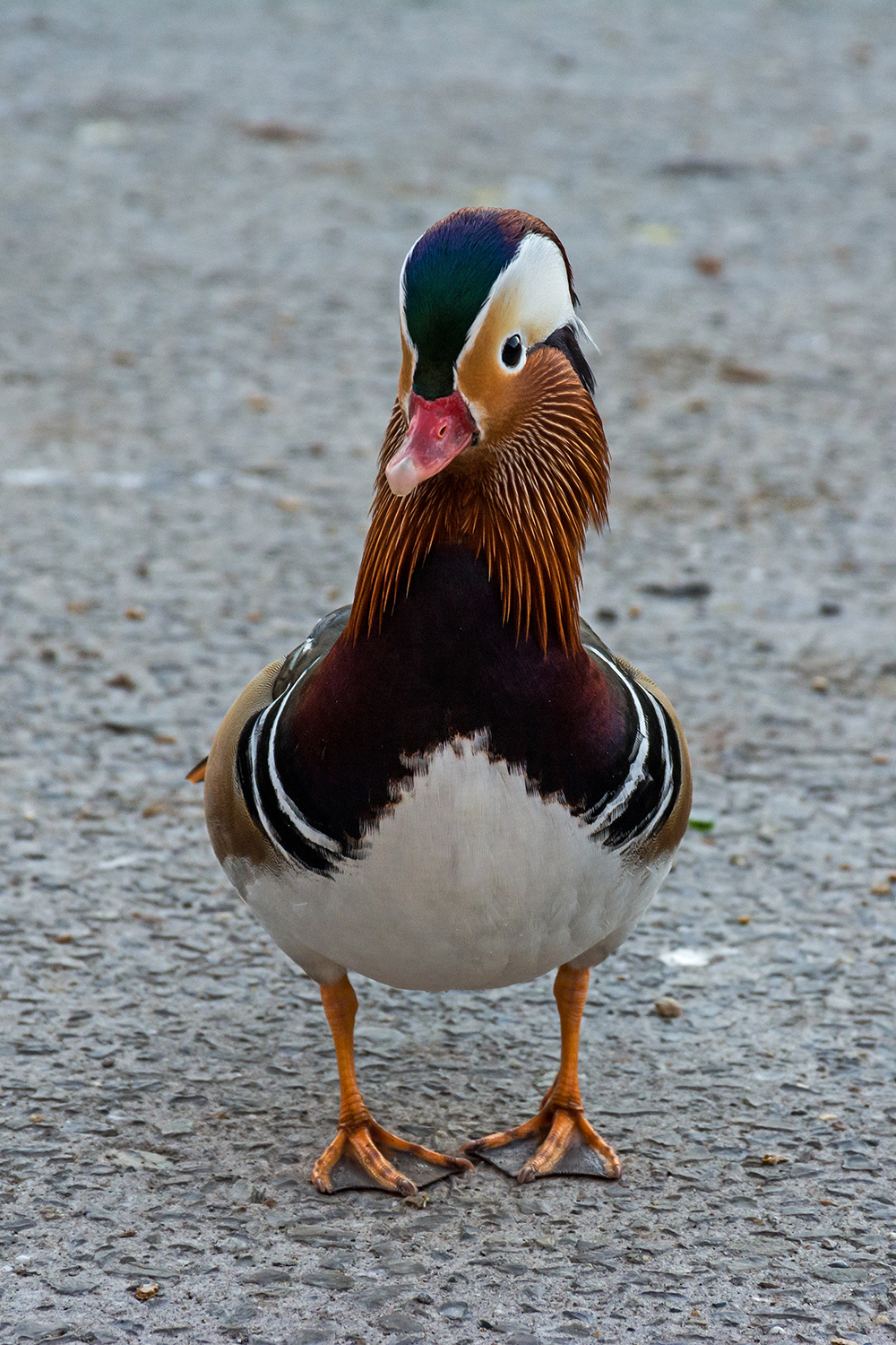 Mandarin duck2
