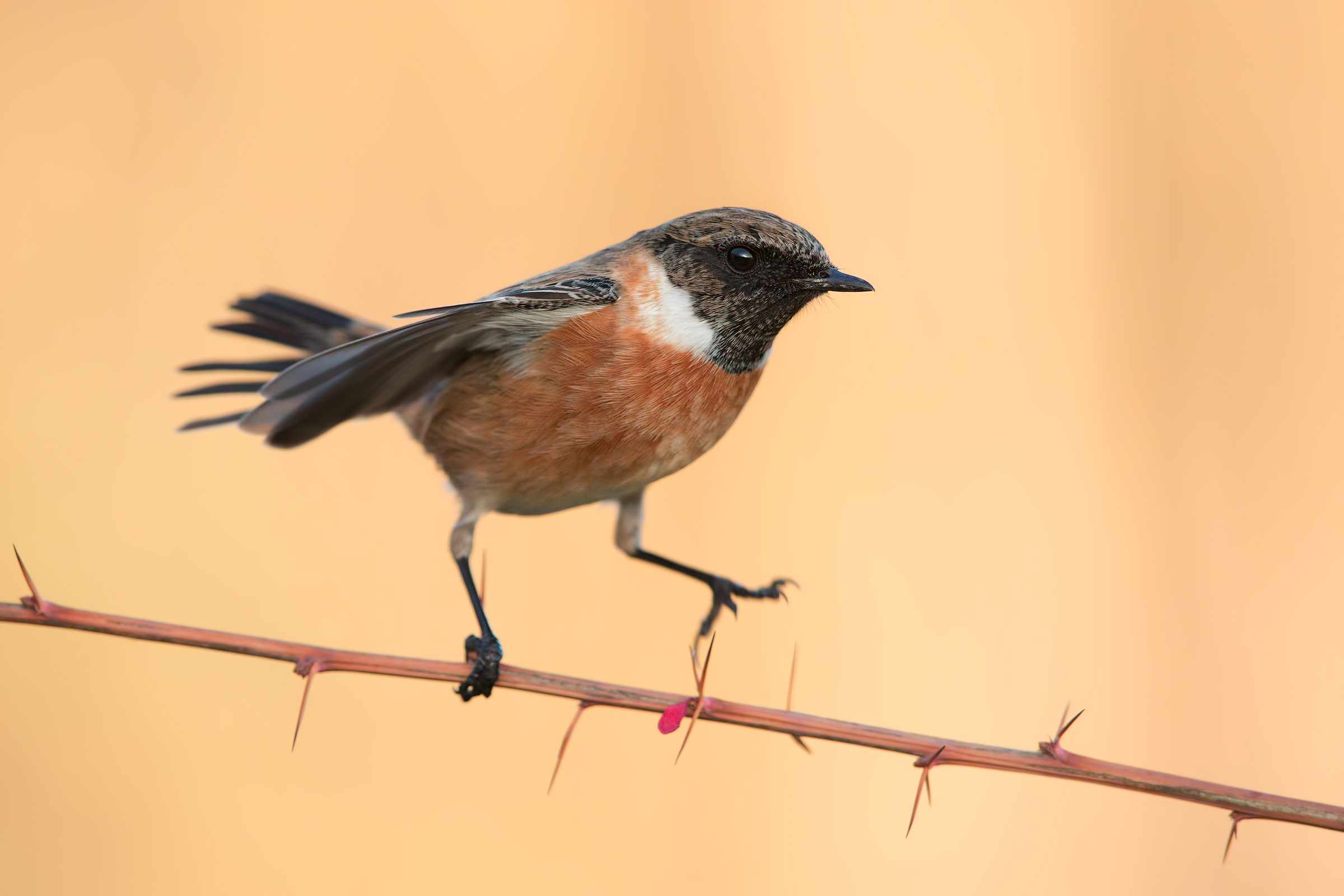 Four steps at sunset (saltimpalo)