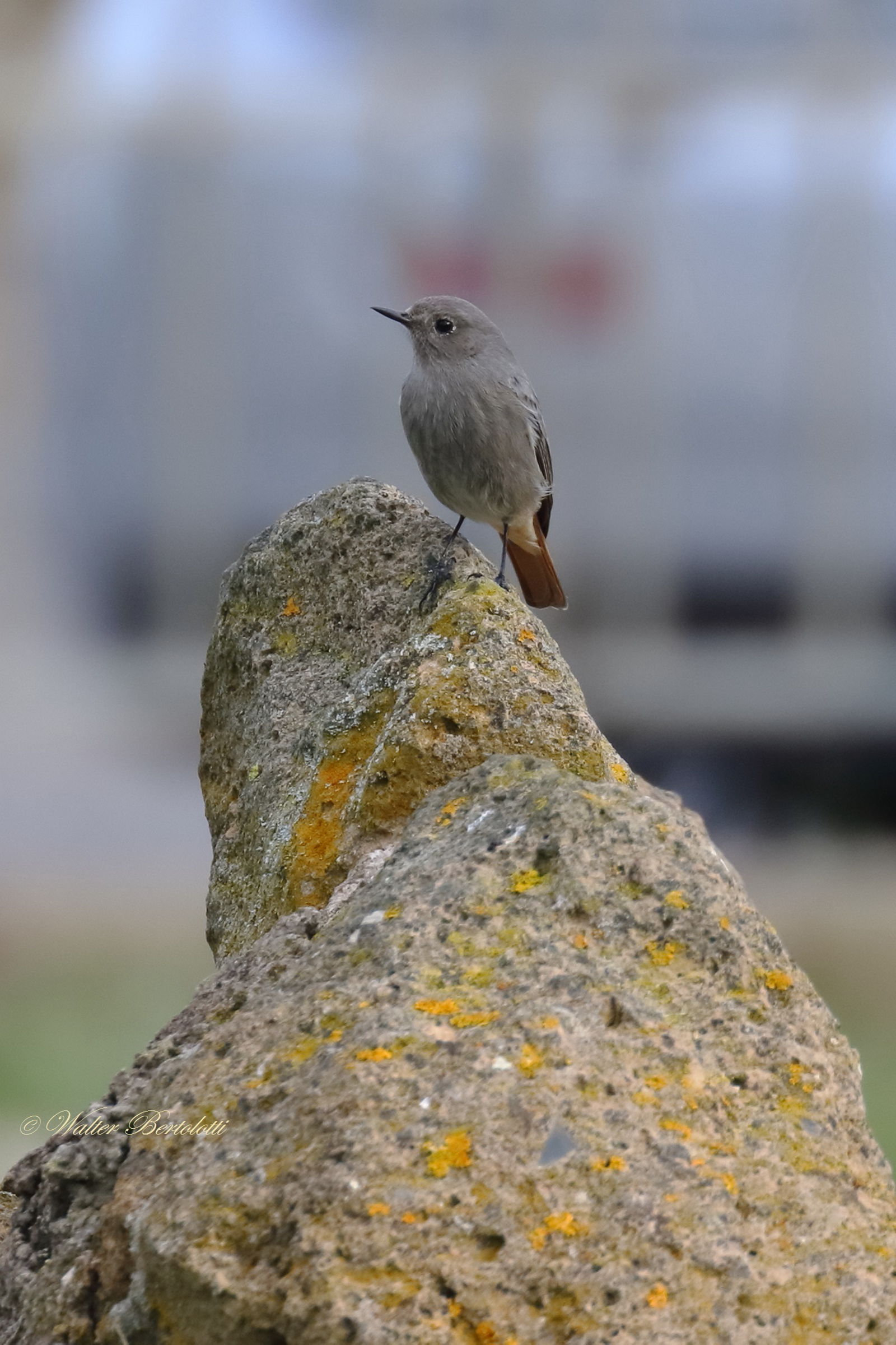 redstart chimney sweep (f)