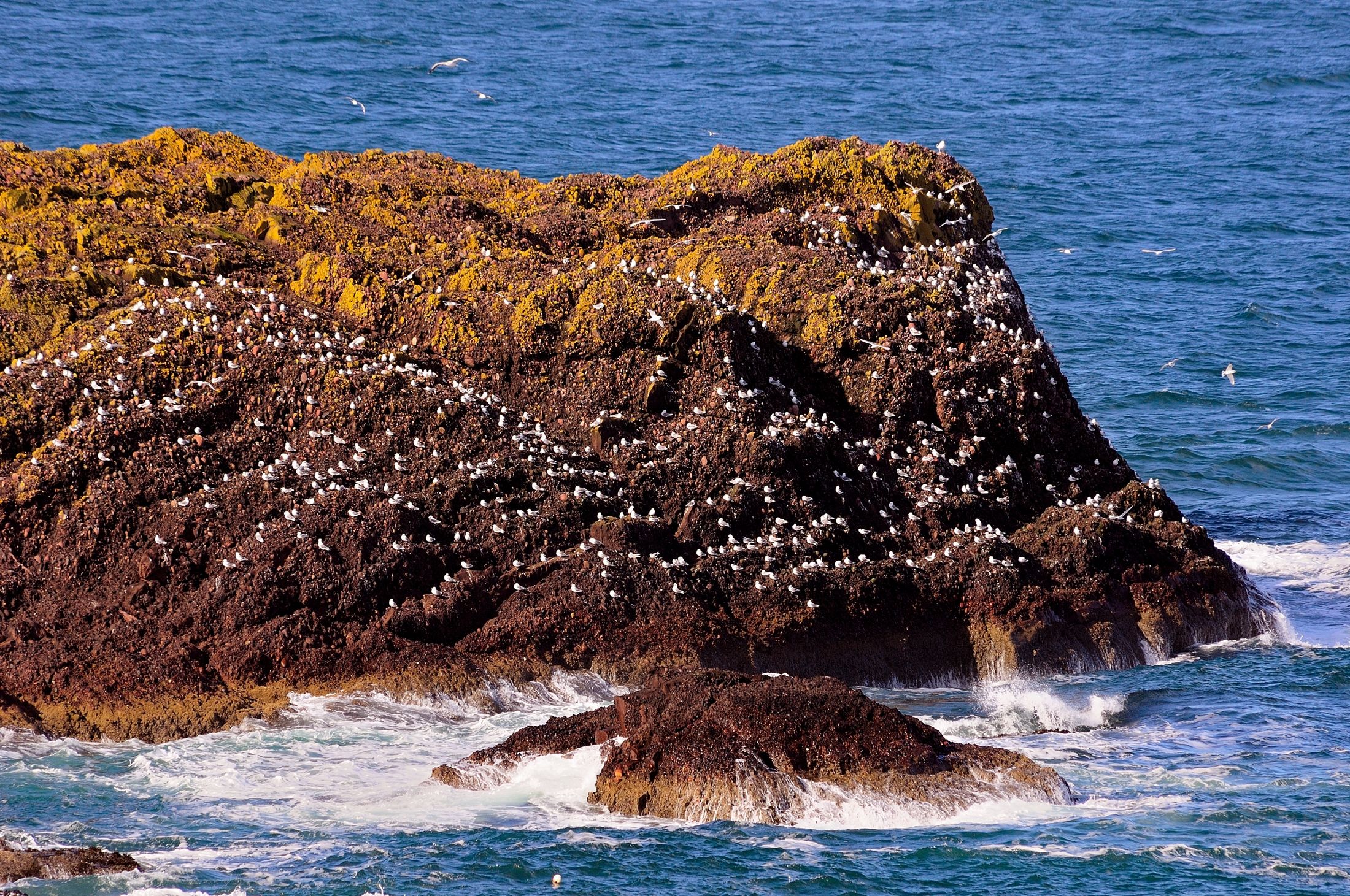 scoglio con gabbiani