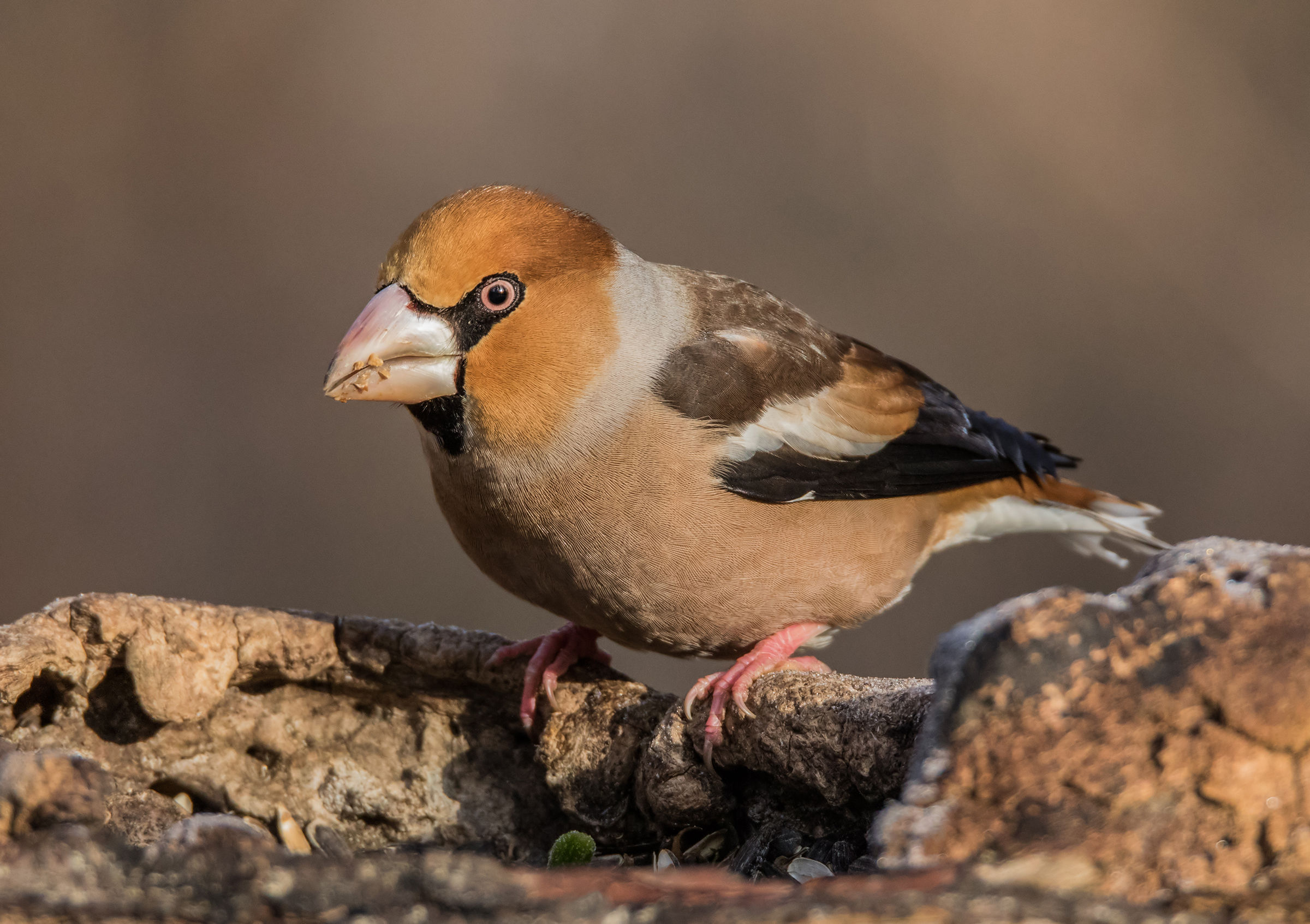 Grosbeak