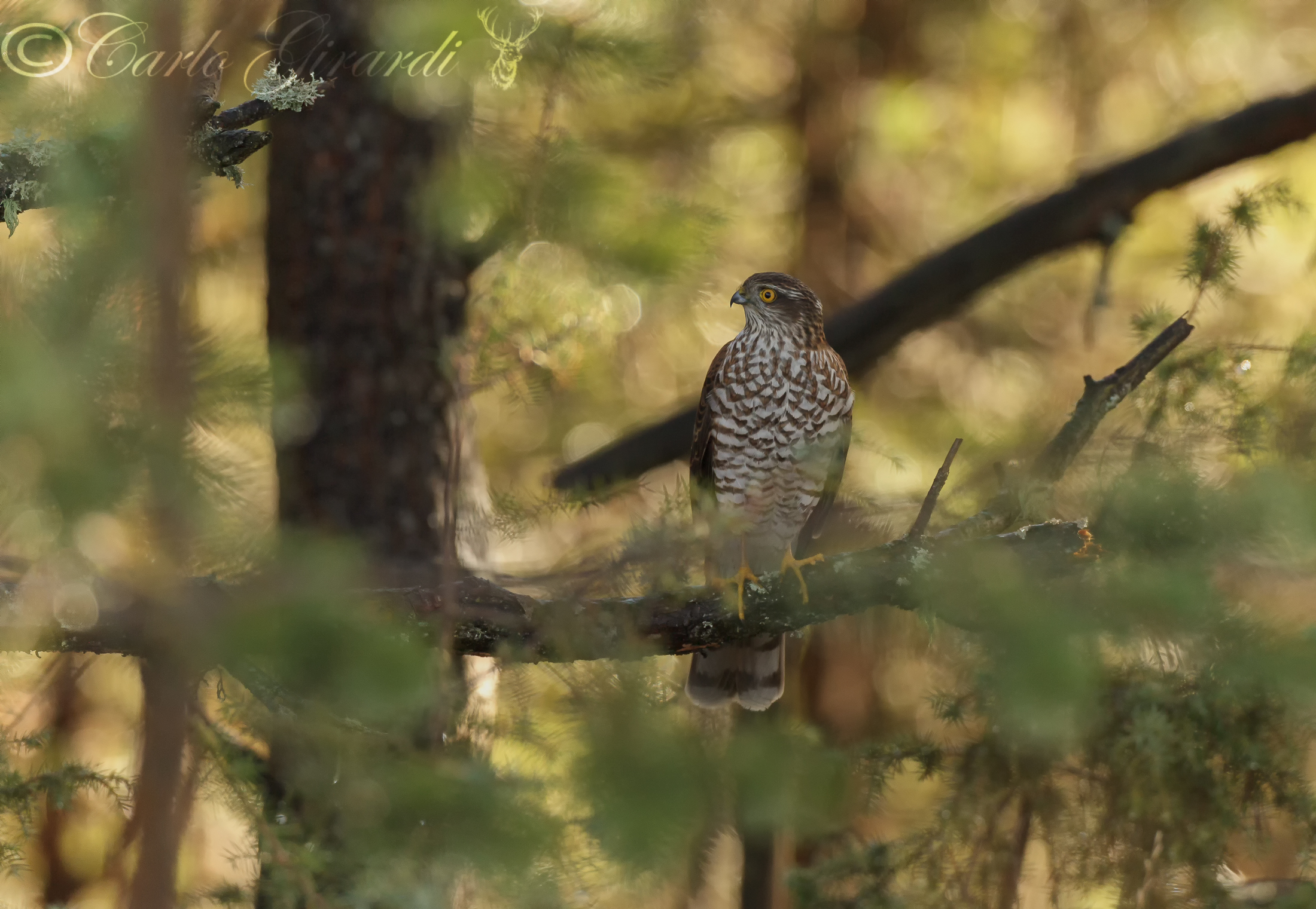Sparrowhawk