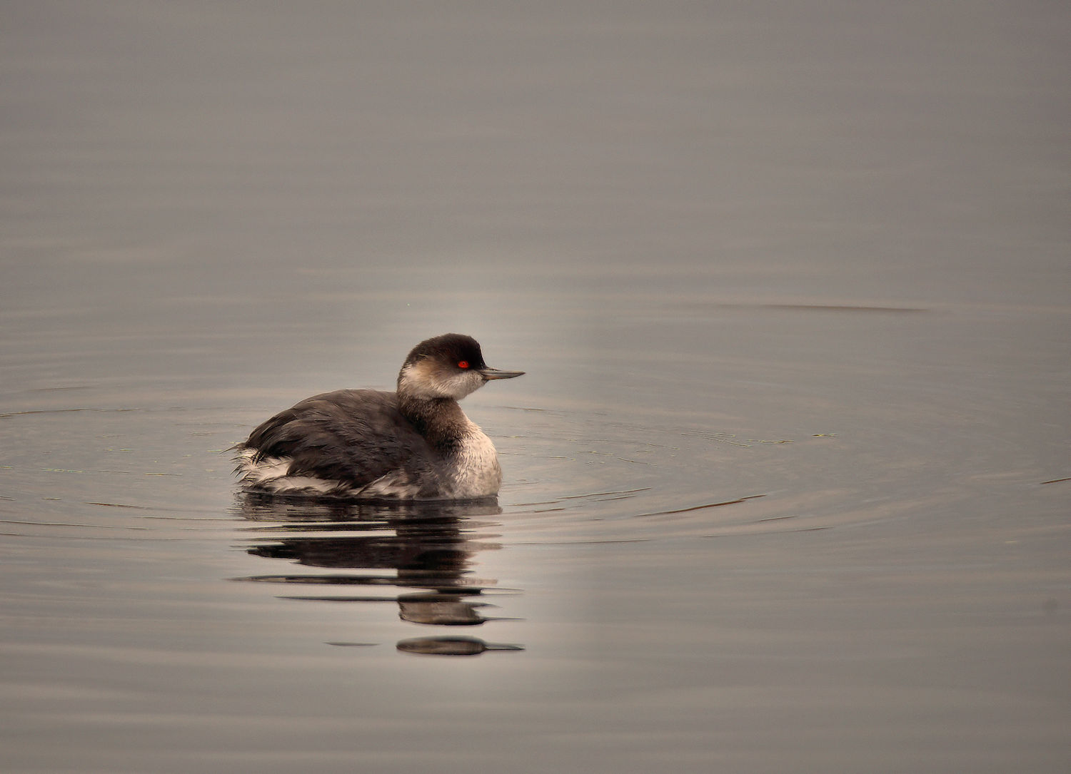 Small grebe