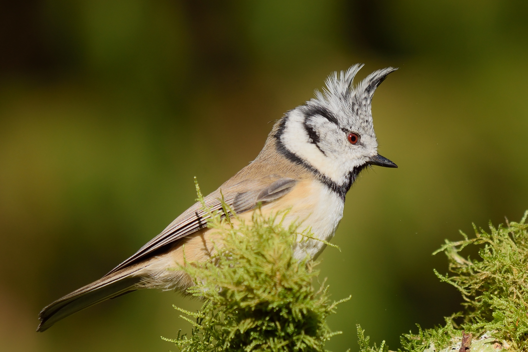Crested tit