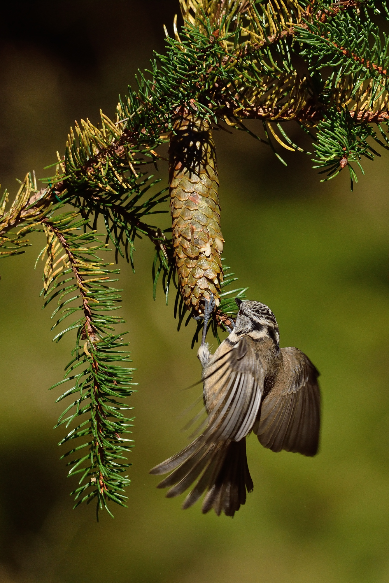 Crested tit