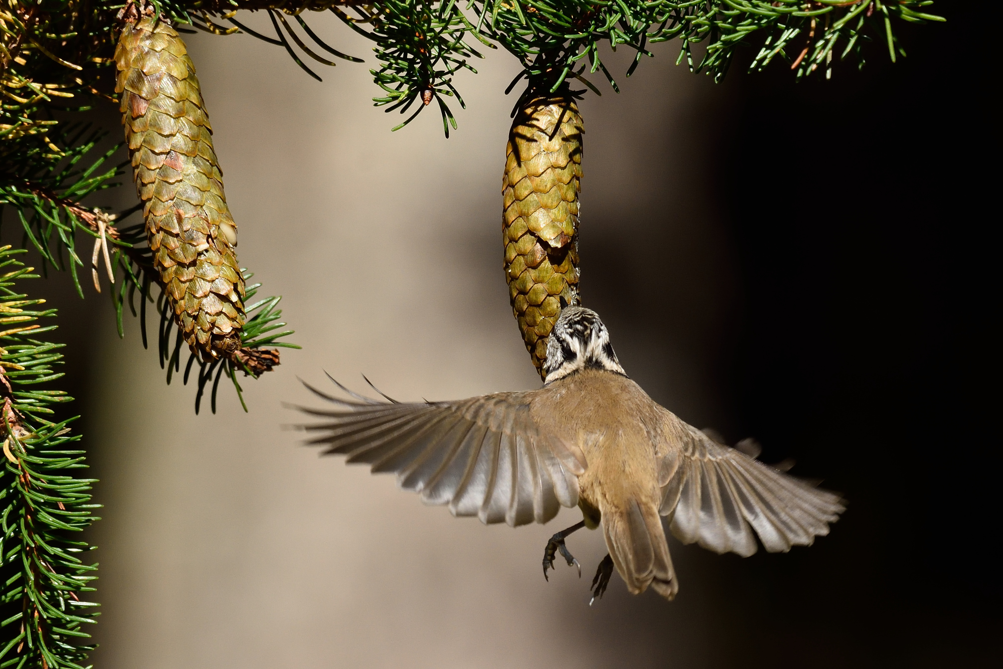 Crested tit